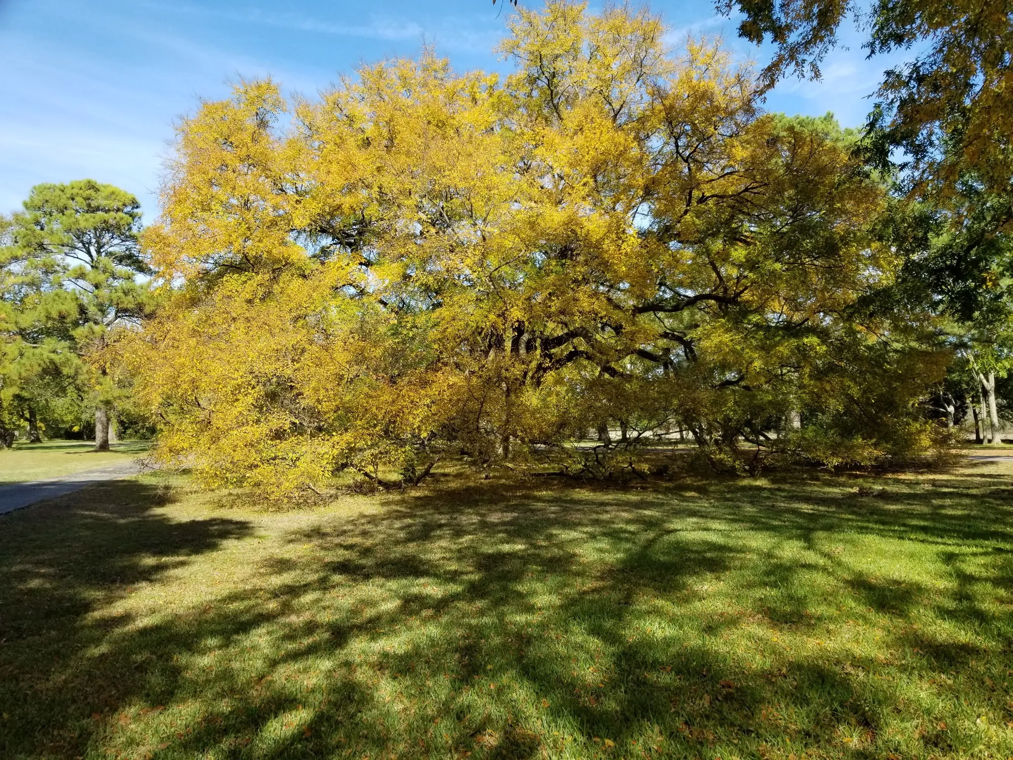 Farm For Sale in Freestone County , 1747 W Highway 84, Mexia, Texas 76667, 5 Bedroom, 5 Bathroom, Garage spaces, 4,276 Sqft, built in 1933, mls#21394841, Real Estate Agent in Mexia, Homes For Sale in Freestone county, Homes For Sale in Mexia, Realtor in Mexia Texas, Real Estate Brokerage Independent Realty Texas, Luminita Cordes Realtor