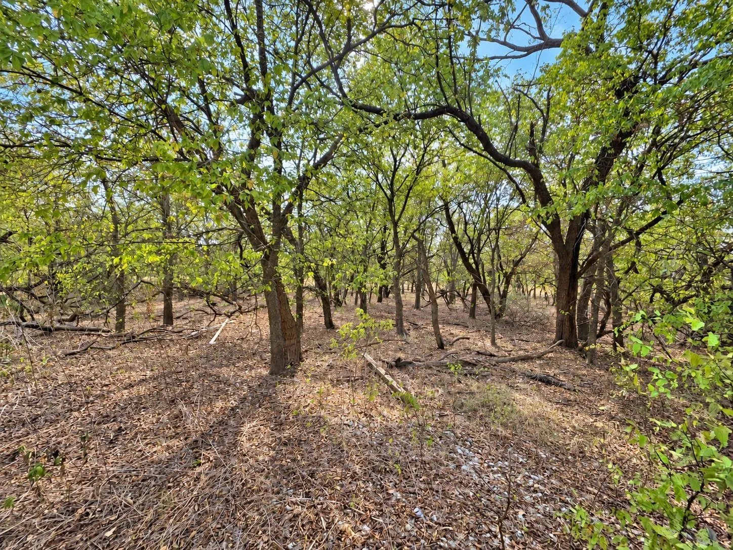 Wooded lot featuring mature trees and natural ground cover