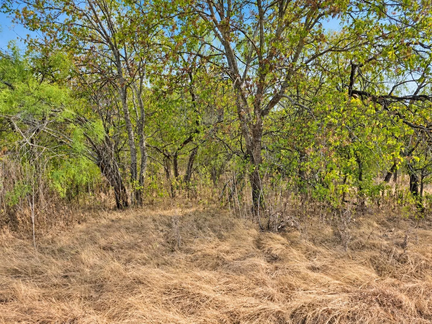 Mature trees providing natural shade and a varied natural landscape
