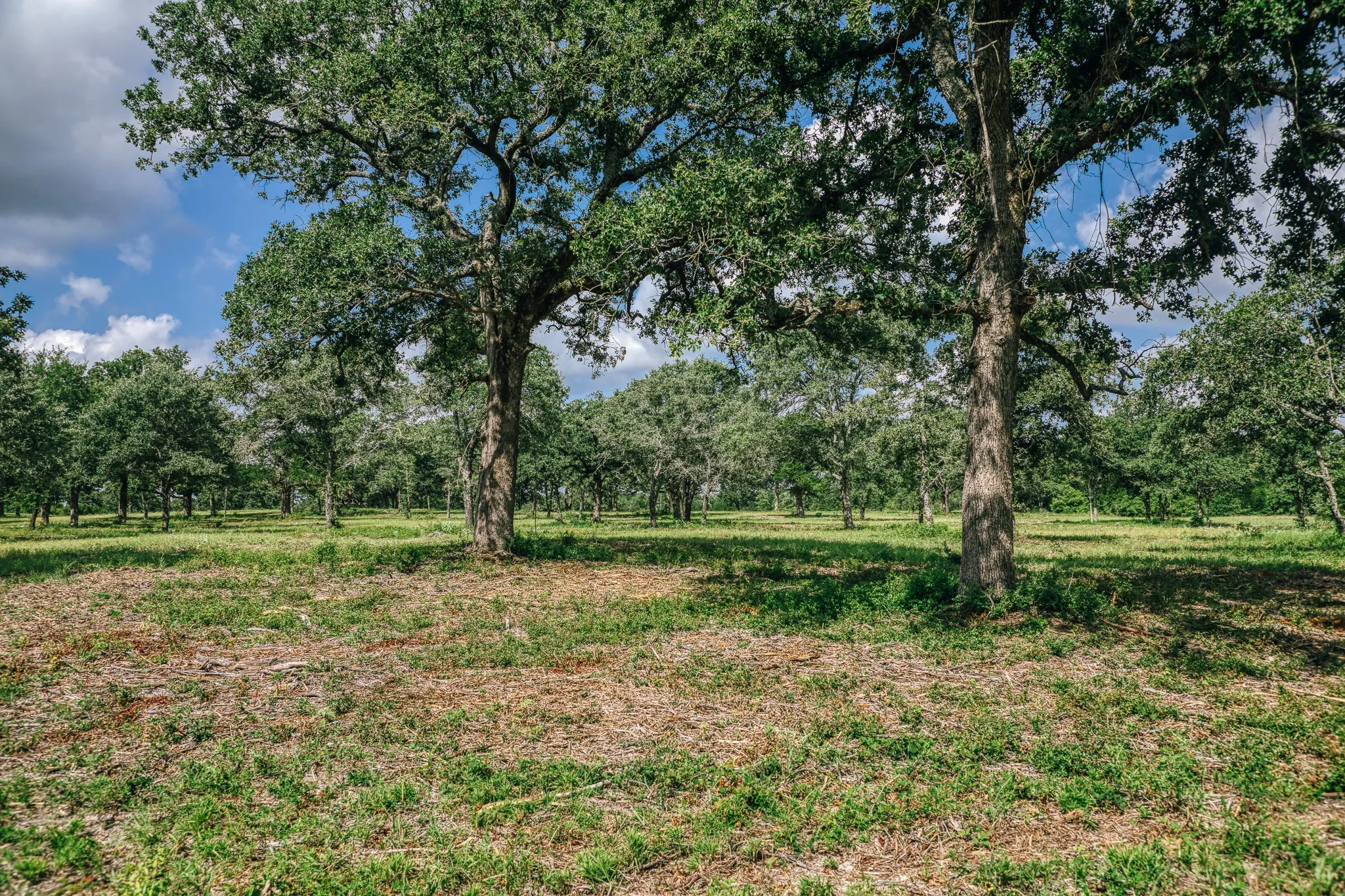 Improved Land For Sale in Limestone County , 00 FM 39, Mexia, Texas 76667, 0, 0, Garage spaces, 0 Sqft, built in 0, mls#21396239, Real Estate Agent in Mexia, Homes For Sale in Limestone county, Homes For Sale in Mexia, Realtor in Mexia Texas, Real Estate Brokerage Independent Realty Texas, Luminita Cordes Realtor