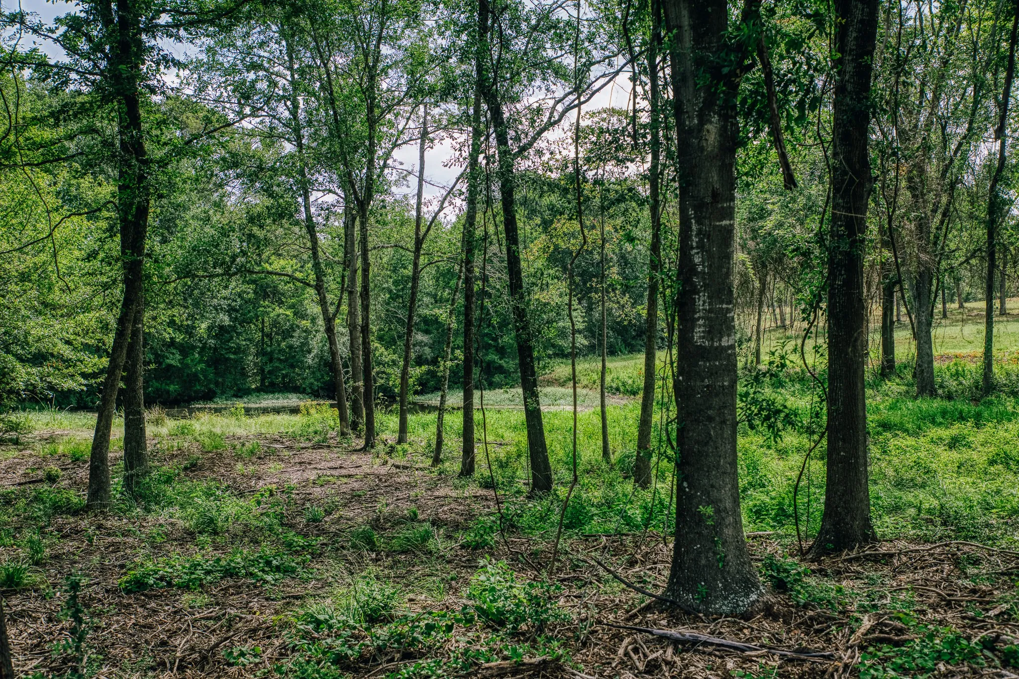 Improved Land For Sale in Limestone County , 00 FM 39, Mexia, Texas 76667, 0, 0, Garage spaces, 0 Sqft, built in 0, mls#21396239, Real Estate Agent in Mexia, Homes For Sale in Limestone county, Homes For Sale in Mexia, Realtor in Mexia Texas, Real Estate Brokerage Independent Realty Texas, Luminita Cordes Realtor