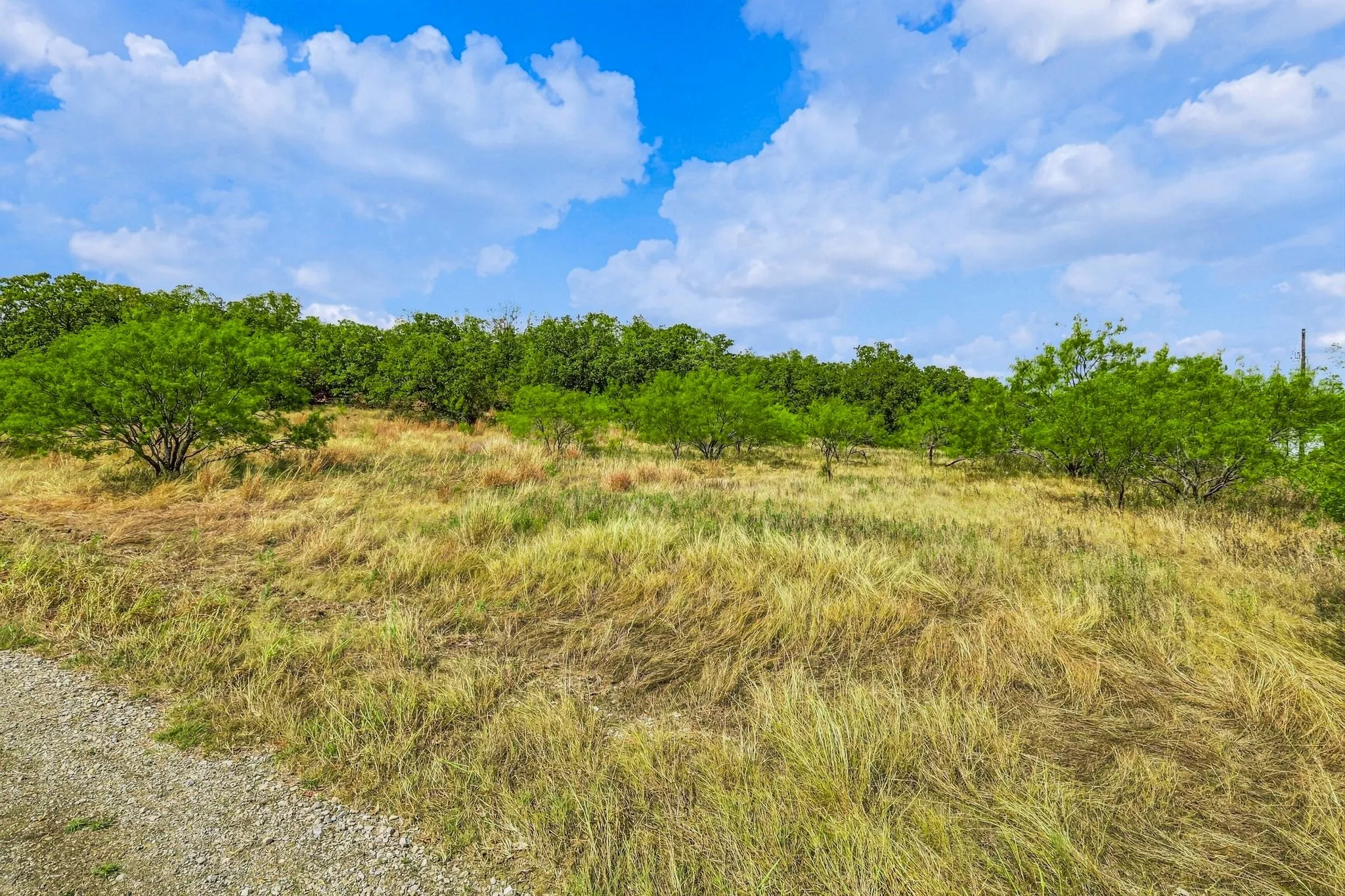 Expansive wooded land featuring natural grasses and mature trees.