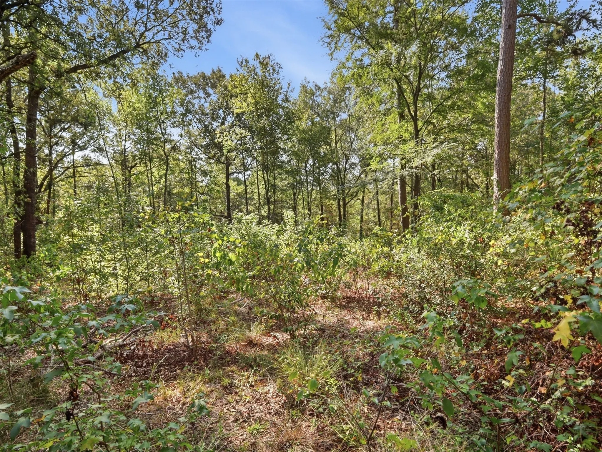 Unimproved Land For Sale in Wood County , 5015 Fm 49, Mineola, Texas 75783, 0, 0, Garage spaces, 0 Sqft, built in 0, mls#21395233, Real Estate Agent in Mineola, Homes For Sale in Wood county, Homes For Sale in Mineola, Realtor in Mineola Texas, Real Estate Brokerage Independent Realty Texas, Luminita Cordes Realtor