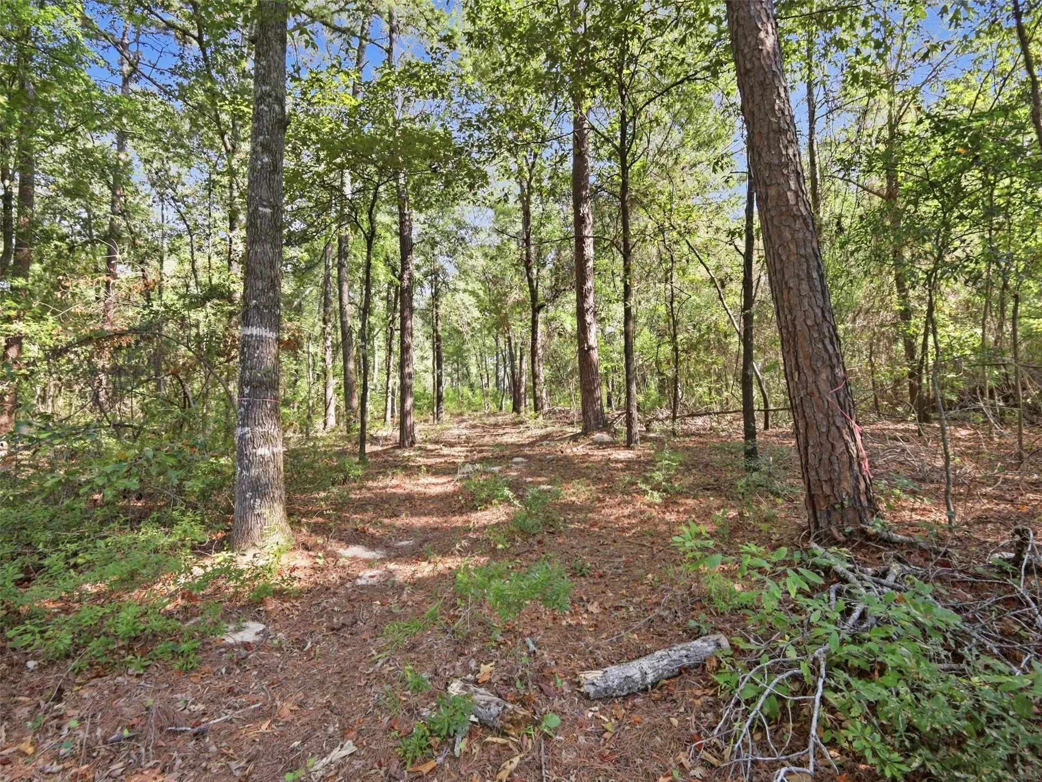 Unimproved Land For Sale in Wood County , 5015 Fm 49, Mineola, Texas 75783, 0, 0, Garage spaces, 0 Sqft, built in 0, mls#21395233, Real Estate Agent in Mineola, Homes For Sale in Wood county, Homes For Sale in Mineola, Realtor in Mineola Texas, Real Estate Brokerage Independent Realty Texas, Luminita Cordes Realtor