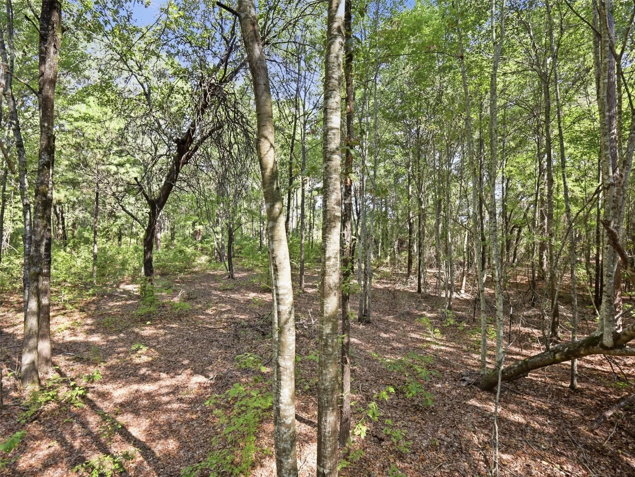 Unimproved Land For Sale in Wood County , 5015 Fm 49, Mineola, Texas 75783, 0, 0, Garage spaces, 0 Sqft, built in 0, mls#21395233, Real Estate Agent in Mineola, Homes For Sale in Wood county, Homes For Sale in Mineola, Realtor in Mineola Texas, Real Estate Brokerage Independent Realty Texas, Luminita Cordes Realtor