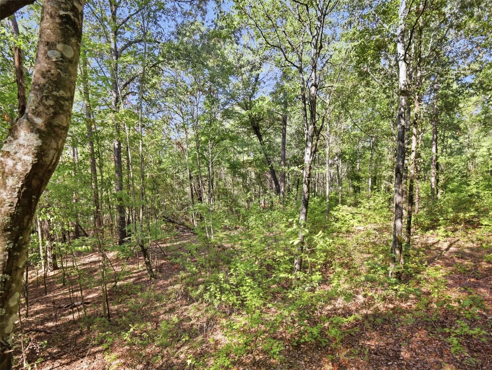 Unimproved Land For Sale in Wood County , 5015 Fm 49, Mineola, Texas 75783, 0, 0, Garage spaces, 0 Sqft, built in 0, mls#21395233, Real Estate Agent in Mineola, Homes For Sale in Wood county, Homes For Sale in Mineola, Realtor in Mineola Texas, Real Estate Brokerage Independent Realty Texas, Luminita Cordes Realtor