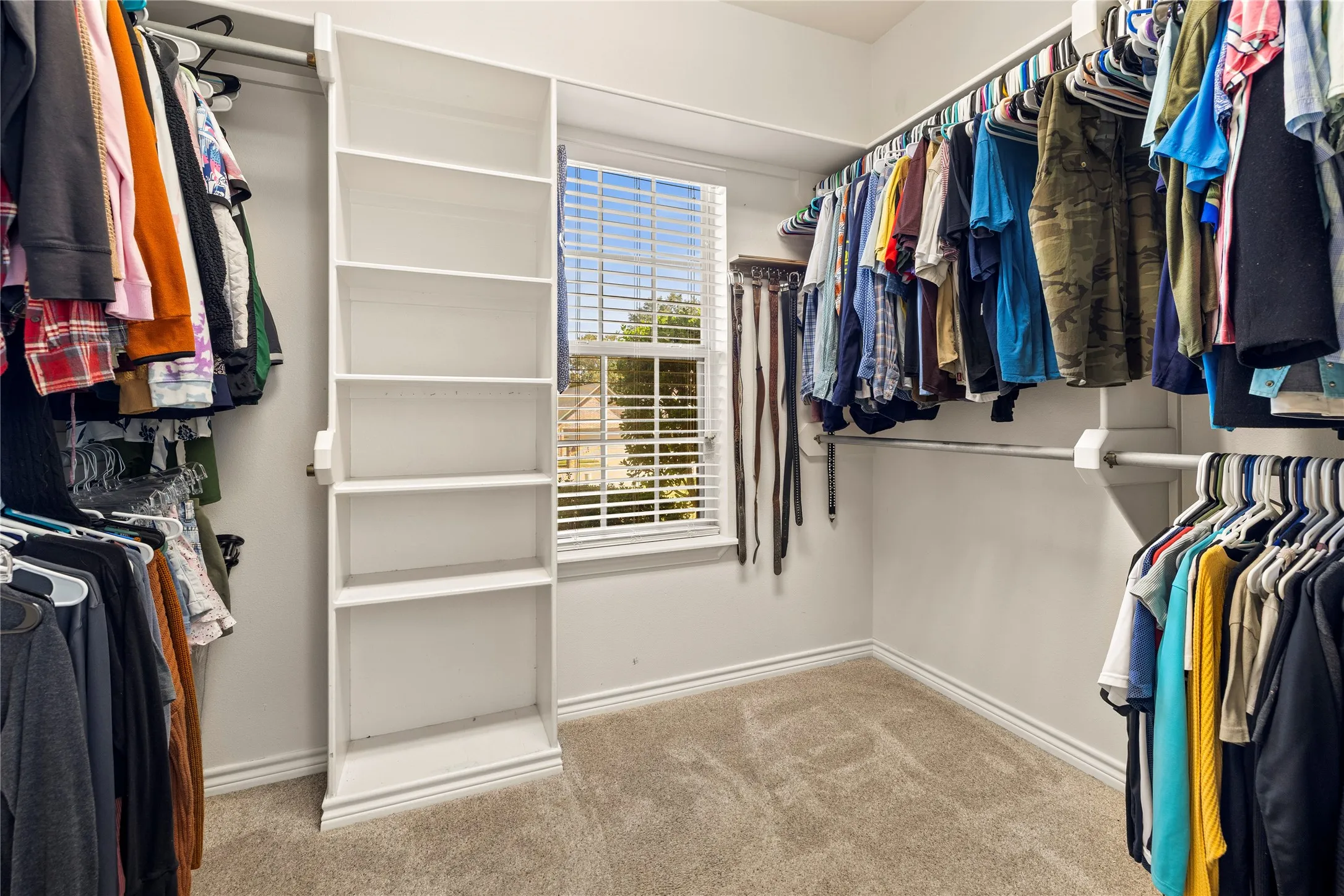 Walk-in closet with carpet flooring, built-in shelving, hanging rods, and a window with horizontal blinds