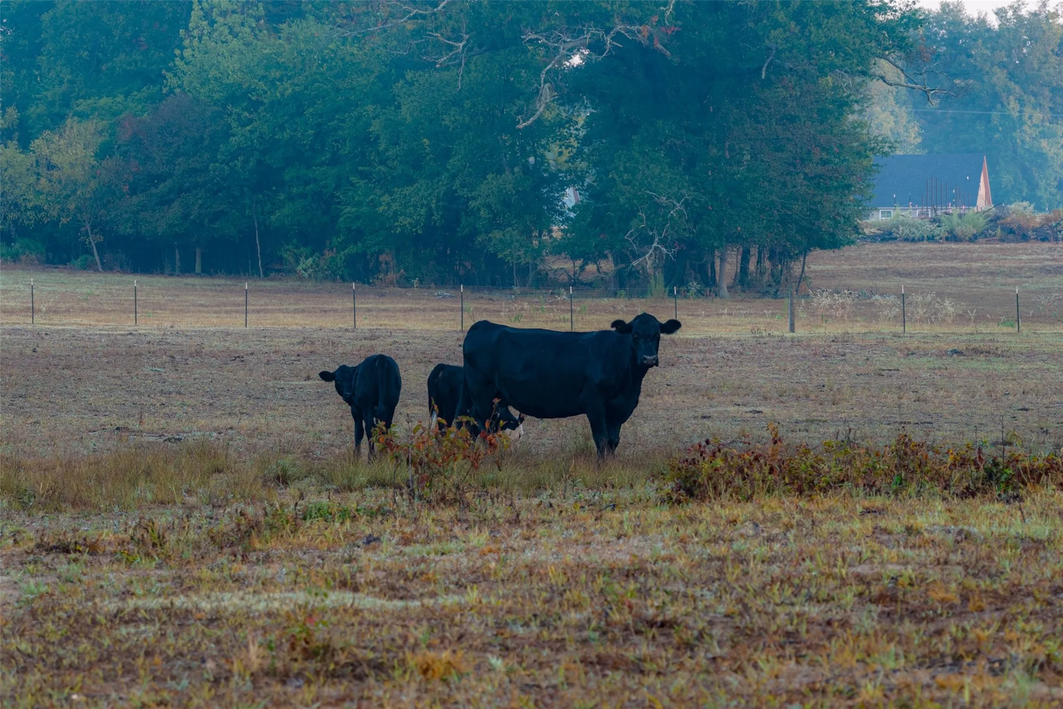 Ranch For Sale in Upshur County , 00 CR 1002 N, Winnsboro, Texas 75494, 0, 0, Garage spaces, 0 Sqft, built in 0, mls#21396591, Real Estate Agent in Winnsboro, Homes For Sale in Upshur county, Homes For Sale in Winnsboro, Realtor in Winnsboro Texas, Real Estate Brokerage Independent Realty Texas, Luminita Cordes Realtor