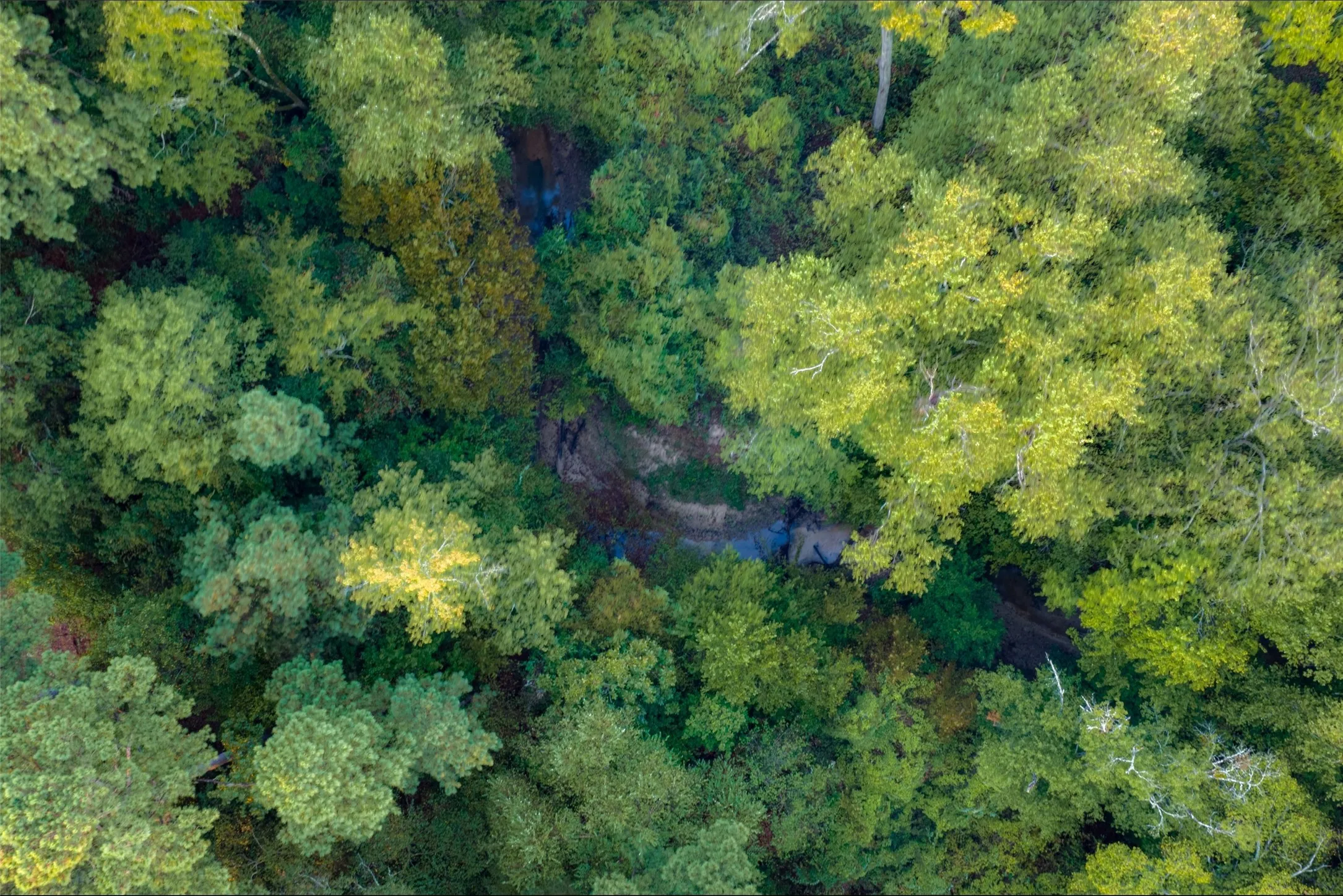 Ranch For Sale in Upshur County , 00 CR 1002 N, Winnsboro, Texas 75494, 0, 0, Garage spaces, 0 Sqft, built in 0, mls#21396591, Real Estate Agent in Winnsboro, Homes For Sale in Upshur county, Homes For Sale in Winnsboro, Realtor in Winnsboro Texas, Real Estate Brokerage Independent Realty Texas, Luminita Cordes Realtor