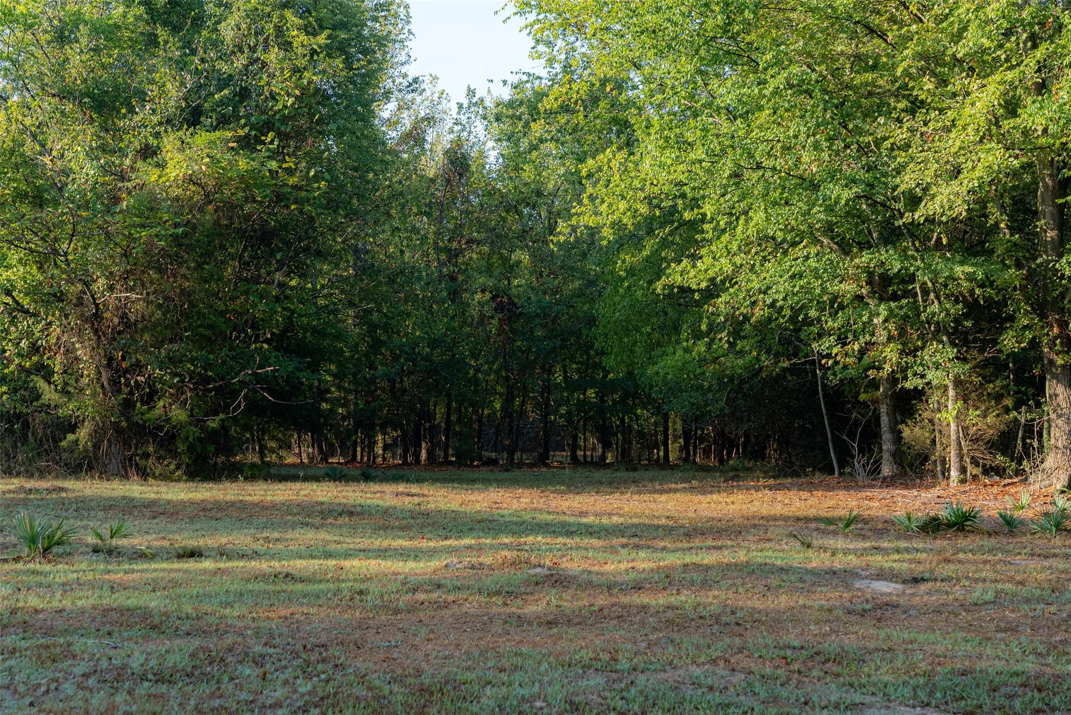 Ranch For Sale in Upshur County , 00 CR 1002 N, Winnsboro, Texas 75494, 0, 0, Garage spaces, 0 Sqft, built in 0, mls#21396591, Real Estate Agent in Winnsboro, Homes For Sale in Upshur county, Homes For Sale in Winnsboro, Realtor in Winnsboro Texas, Real Estate Brokerage Independent Realty Texas, Luminita Cordes Realtor