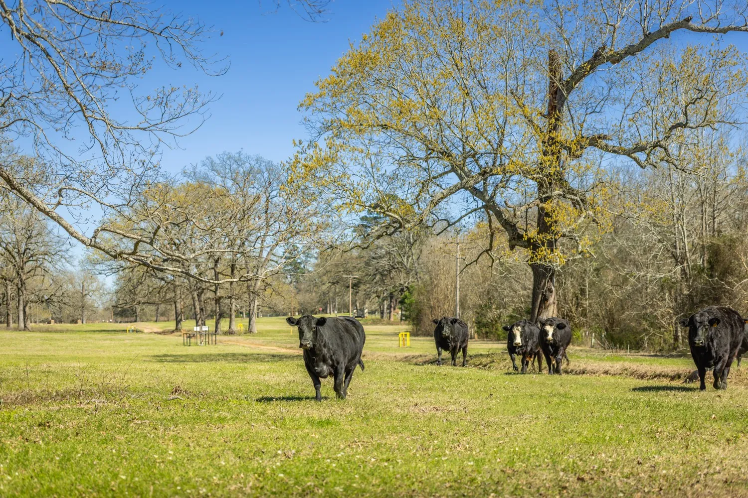 Farm For Sale in Gregg County , 338 Cherokee, Gladewater, Texas 75647, 2 Bedroom, 3 Bathroom, 2 Garage spaces, 3,000 Sqft, built in 1978, mls#21396644, Real Estate Agent in Gladewater, Homes For Sale in Gregg county, Homes For Sale in Gladewater, Realtor in Gladewater Texas, Real Estate Brokerage Independent Realty Texas, Luminita Cordes Realtor