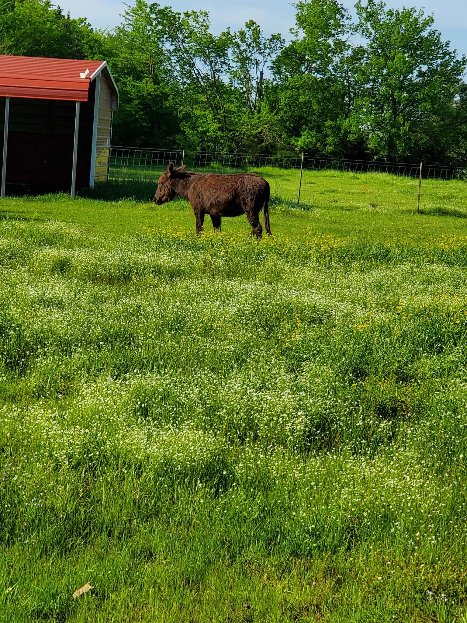 Photo of property in bloom