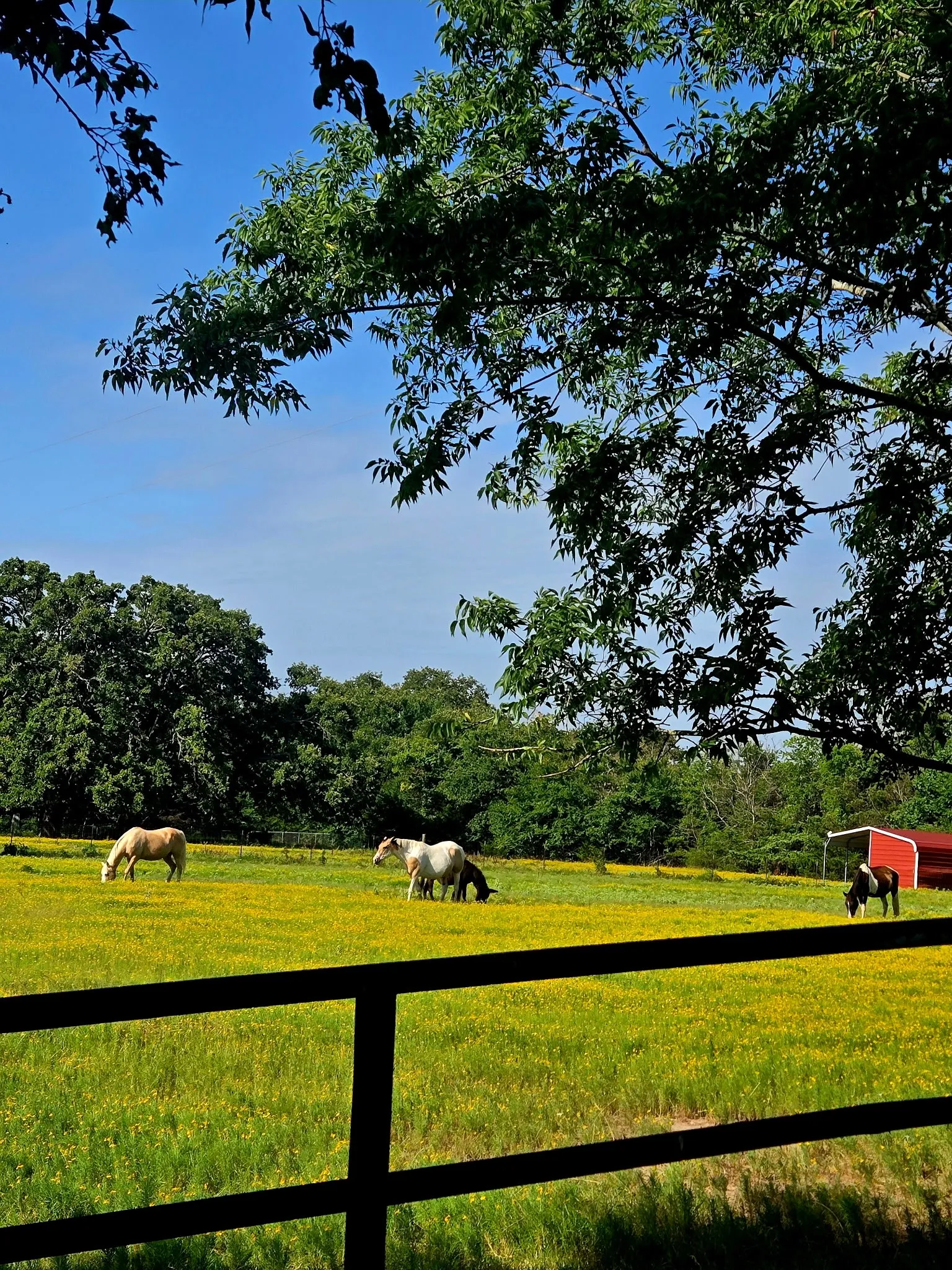 Photo of property in bloom