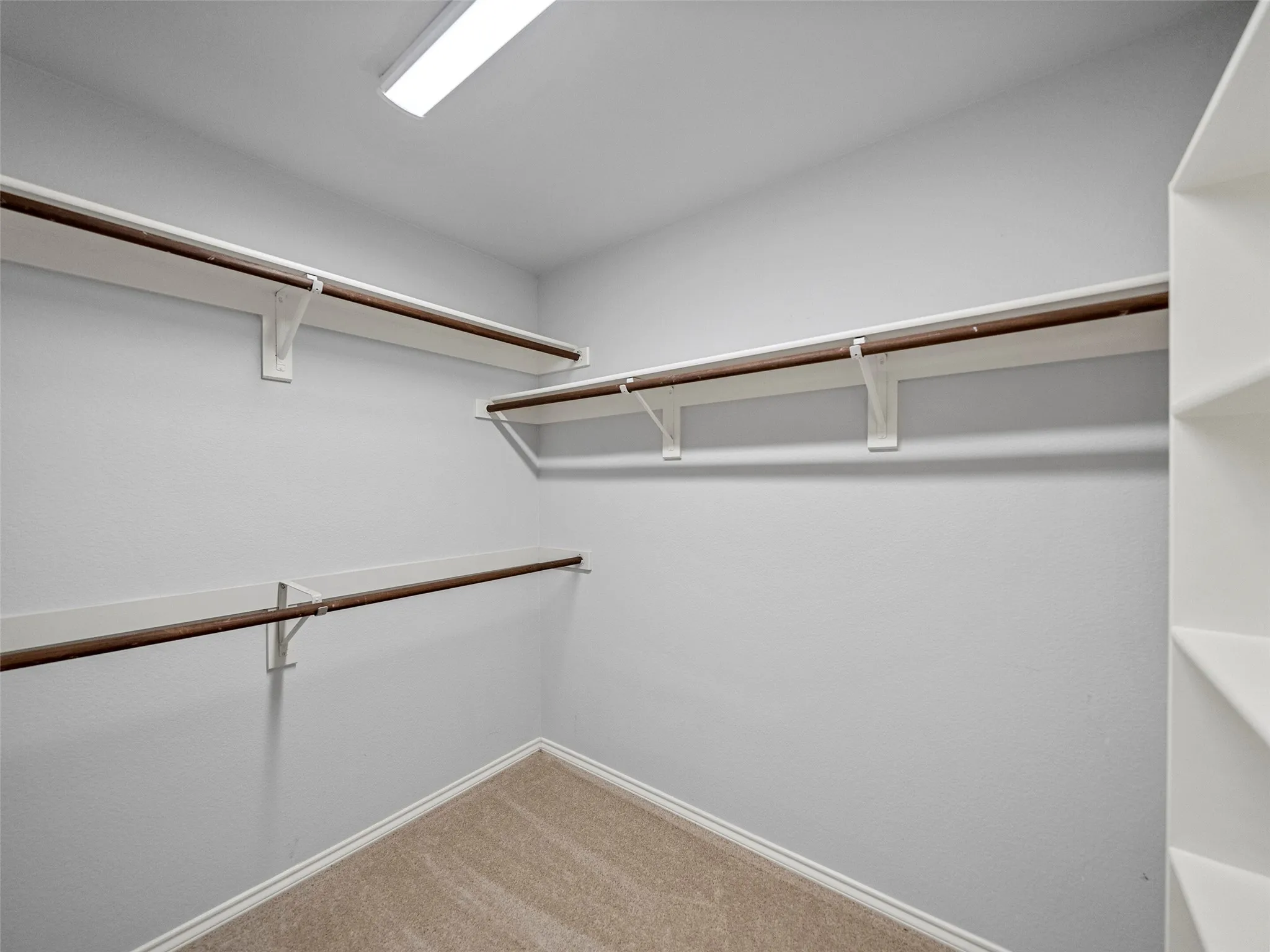 Walk-in closet with carpet flooring, multiple shelving units, and integrated clothing rods