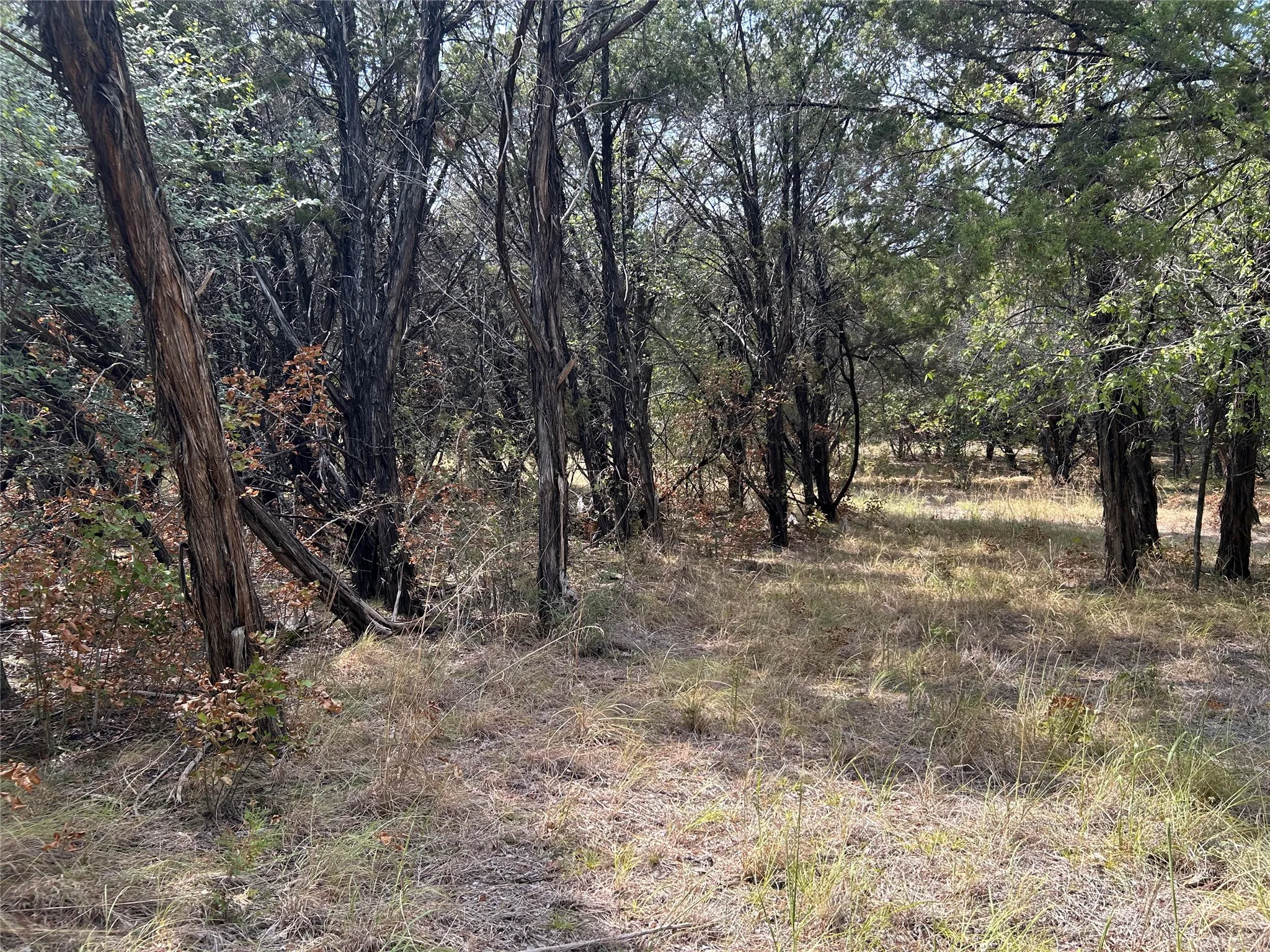 Wooded lot featuring mature trees and natural ground cover