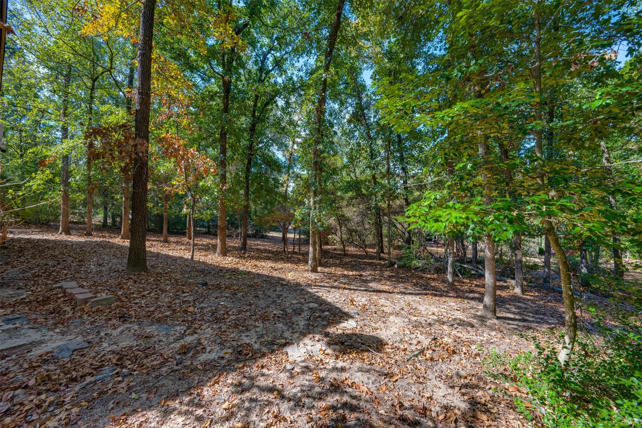 Wooded outdoor space featuring mature trees and ground cover