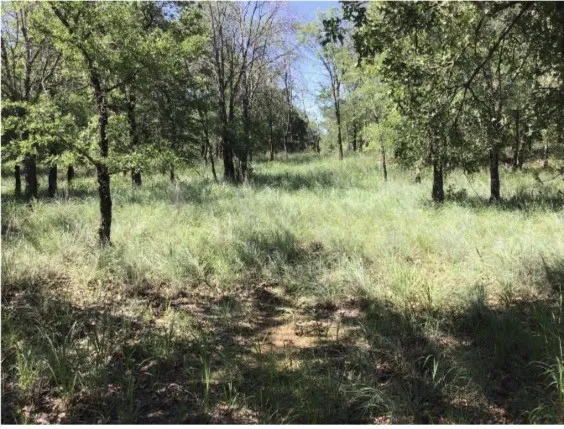 Unimproved Land For Sale in Wise County , 0 Cozy Cove Court, Chico, Texas 76431, 0, 0, Garage spaces, 0 Sqft, built in 0, mls#21394123, Real Estate Agent in Chico, Homes For Sale in Wise county, Homes For Sale in Chico, Realtor in Chico Texas, Real Estate Brokerage Independent Realty Texas, Luminita Cordes Realtor