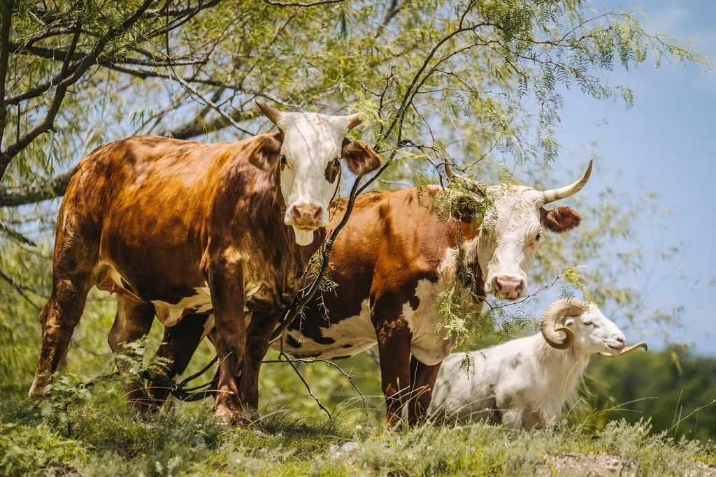 Farm For Sale in Bosque County , 3311 County Road 1035, Meridian, Texas 76665, 4 Bedroom, 4 Bathroom, Garage spaces, 2,233 Sqft, built in 2022, mls#21397084, Real Estate Agent in Meridian, Homes For Sale in Bosque county, Homes For Sale in Meridian, Realtor in Meridian Texas, Real Estate Brokerage Independent Realty Texas, Luminita Cordes Realtor