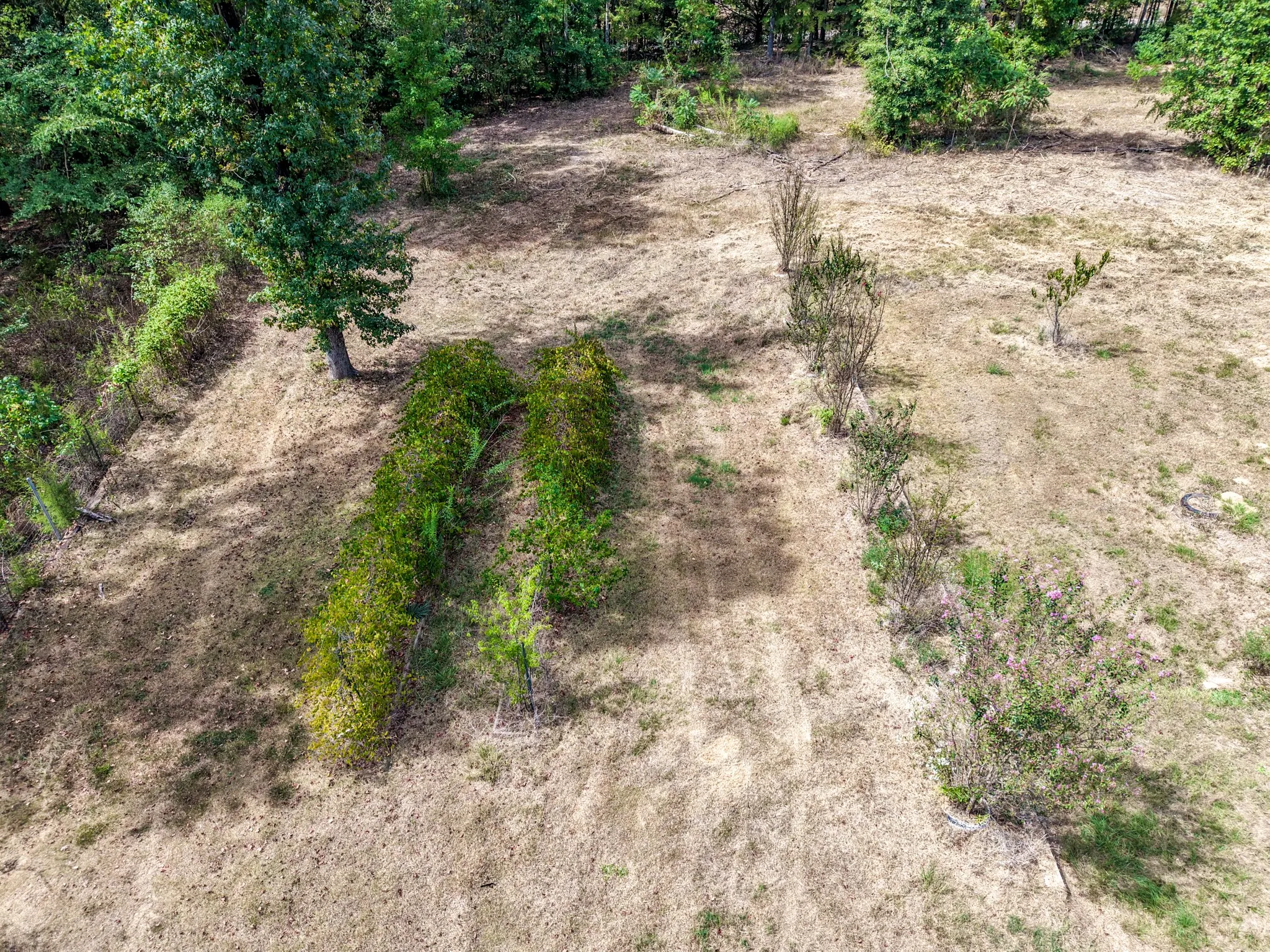 Vineyard, crepe myrtles and fruit trees