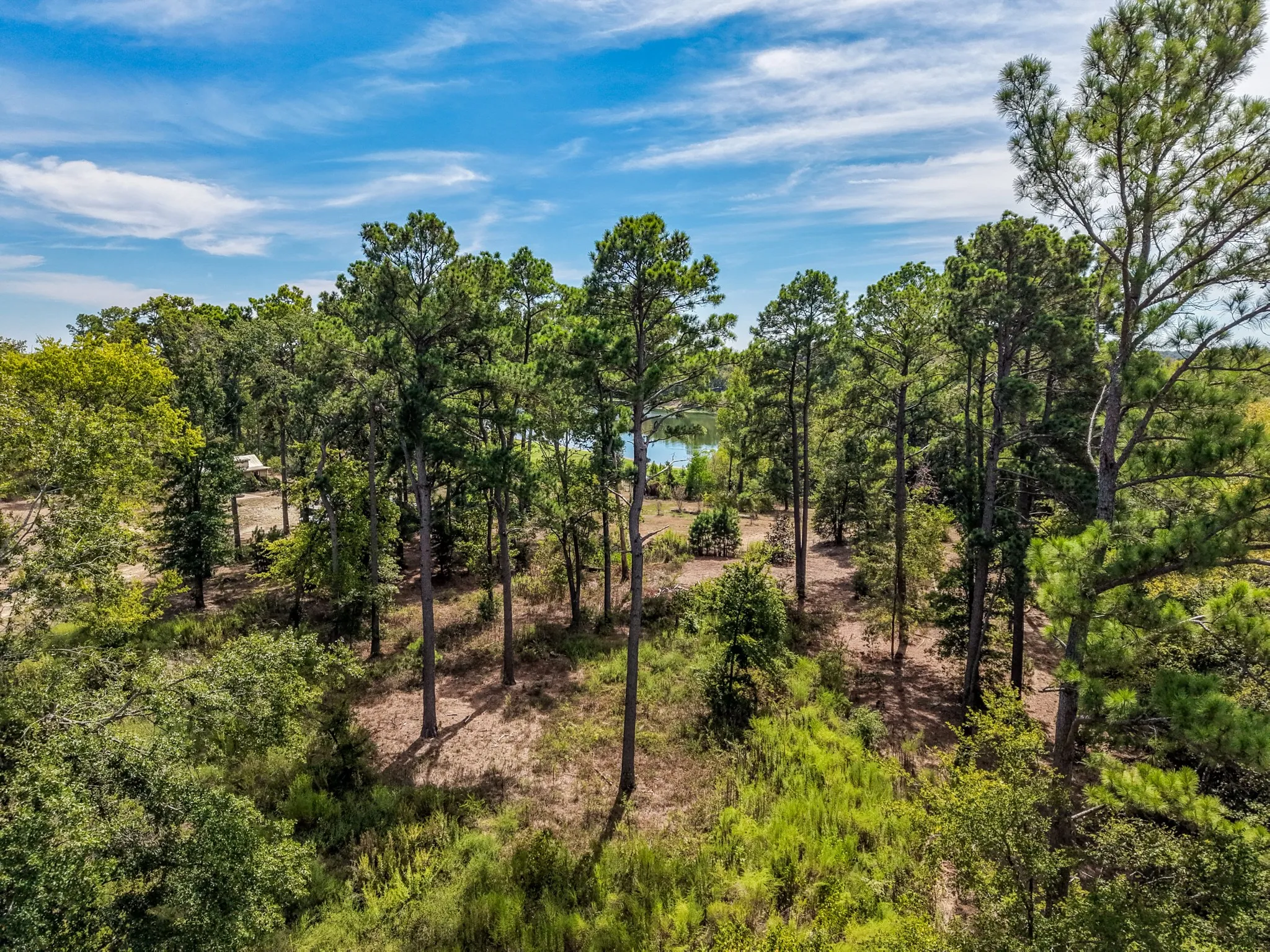 Overview of timber land
