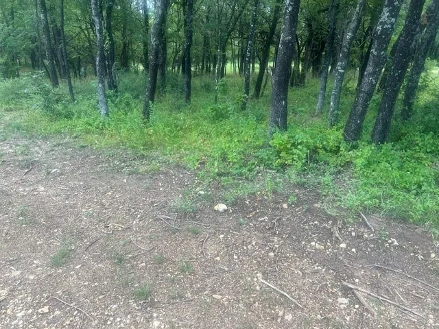 Improved Land For Sale in Grayson County , 2570 Randell Lake Road, Denison, Texas 75020, 0, 0, Garage spaces, 0 Sqft, built in 1960, mls#21397247, Real Estate Agent in Denison, Homes For Sale in Grayson county, Homes For Sale in Denison, Realtor in Denison Texas, Real Estate Brokerage Independent Realty Texas, Luminita Cordes Realtor