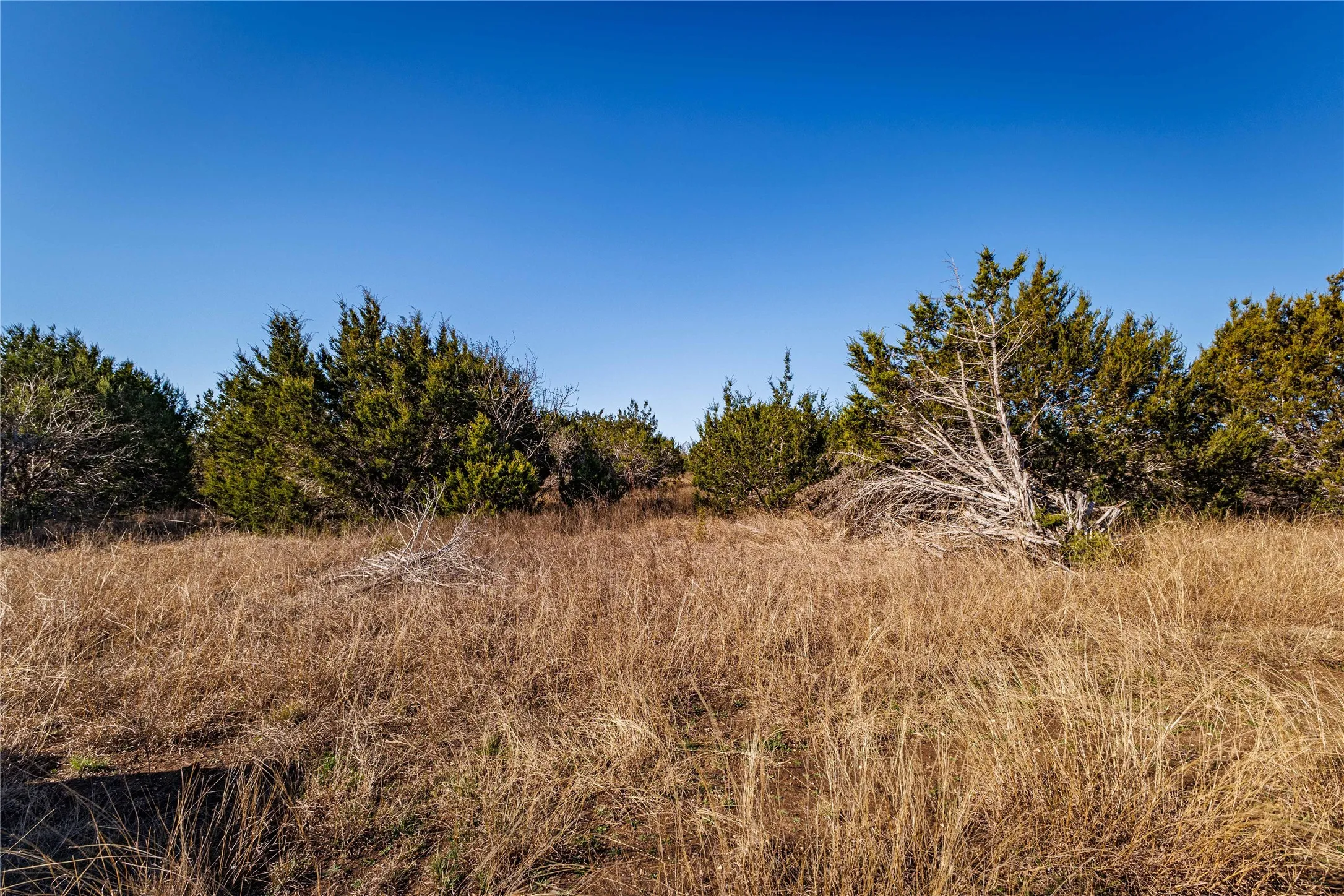 Expansive open land with natural ground cover and scattered evergreens