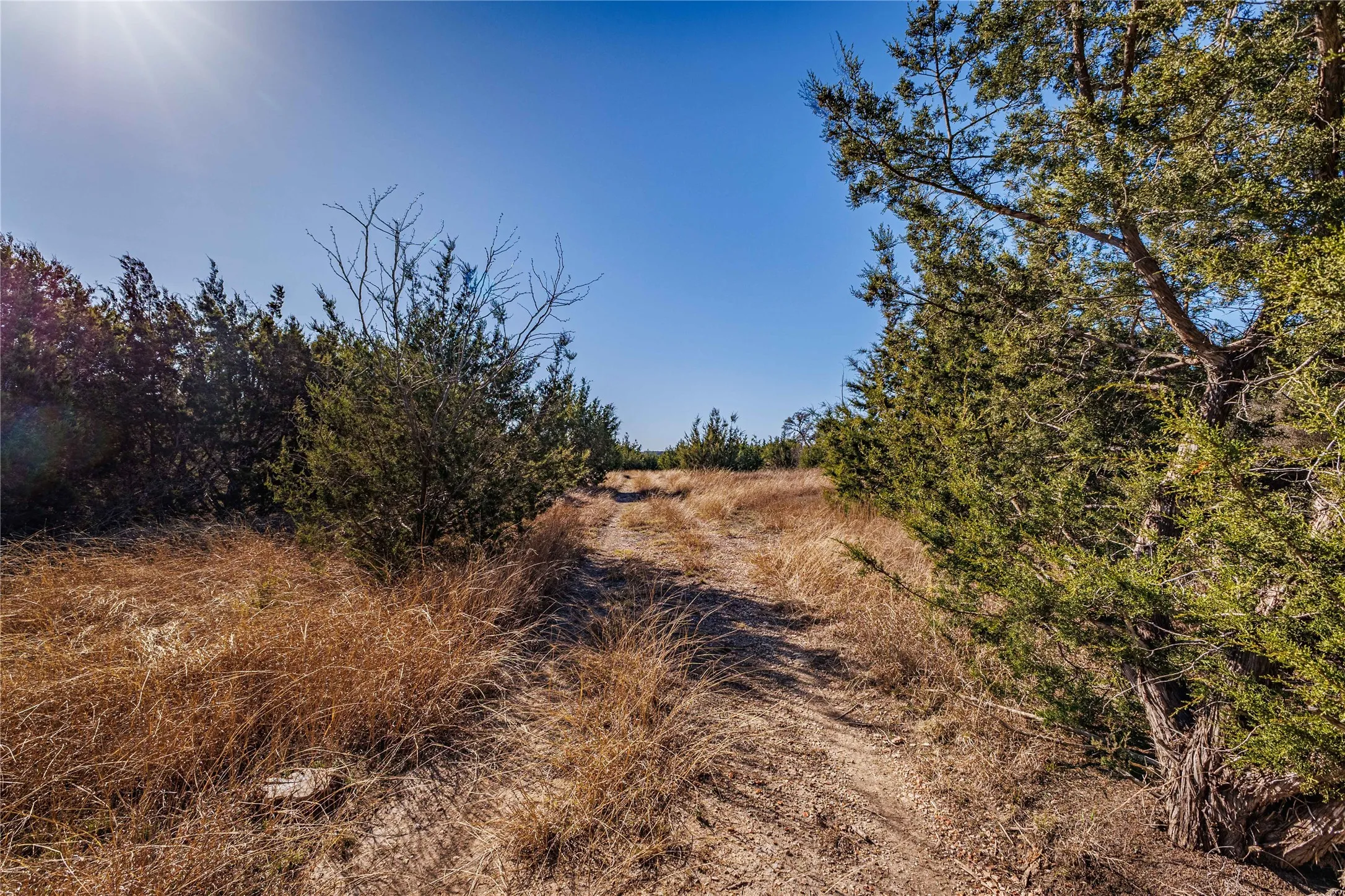 Earthy path bordered by dense evergreen foliage and dry grasses