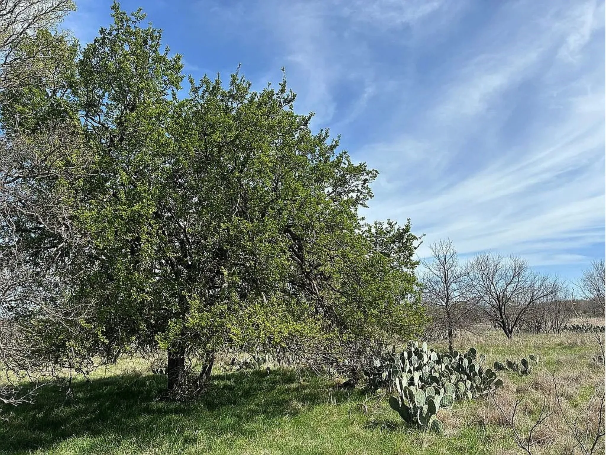 Sprawling rural acreage featuring mature oak trees with natural shade, native desert vegetation including established cacti, and open pastureland with native grasses and natural topography