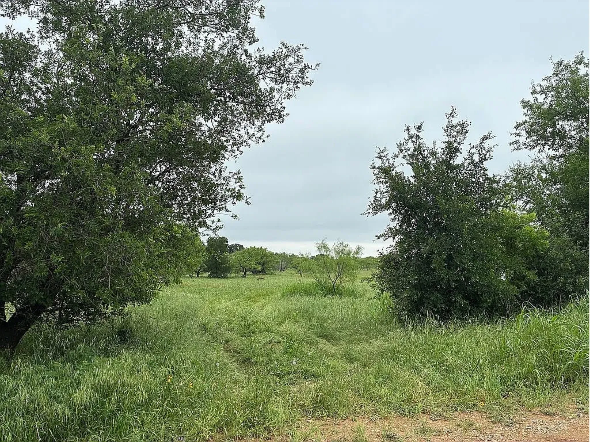 Expansive grassy terrain with mature trees