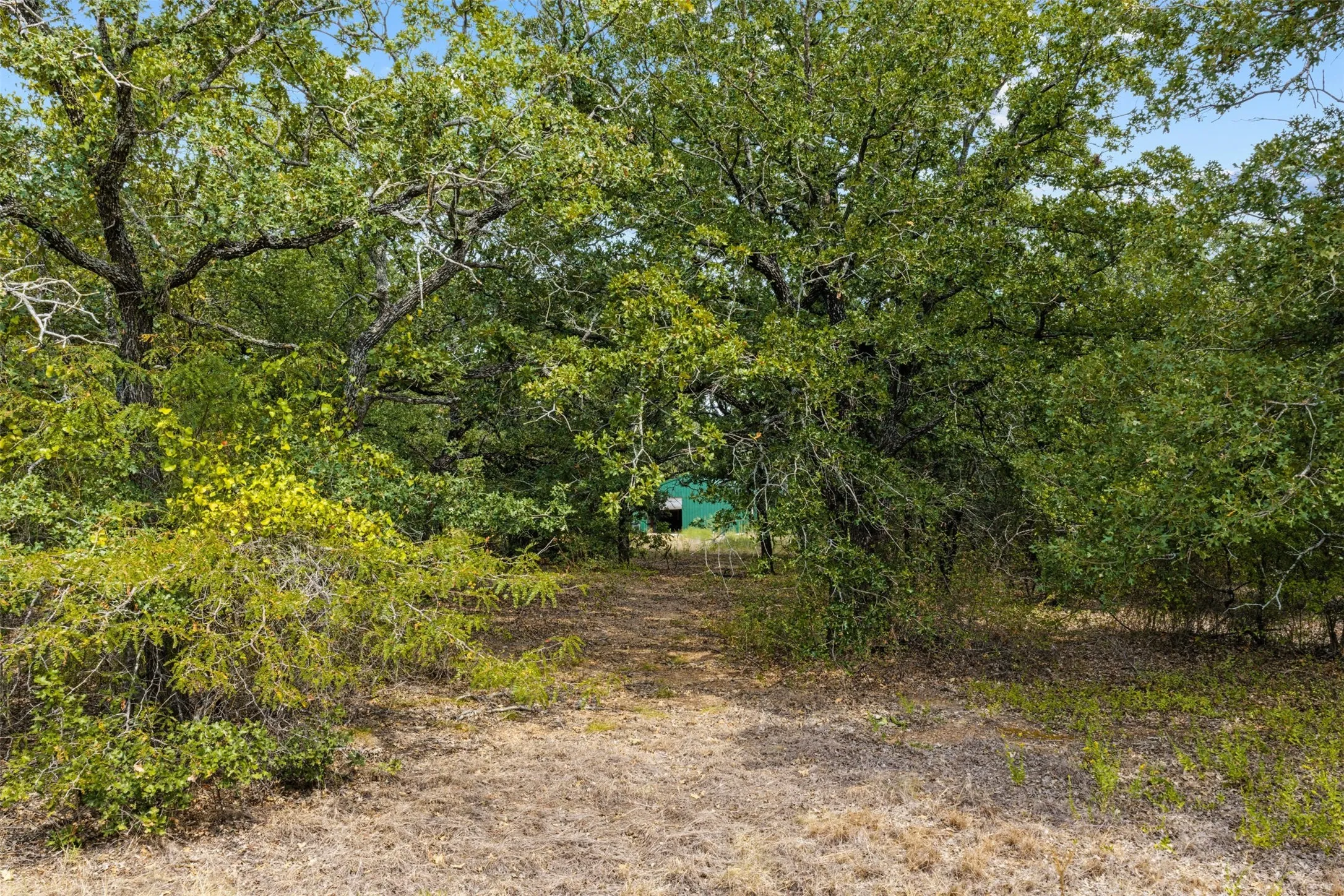 Mature trees and natural foliage