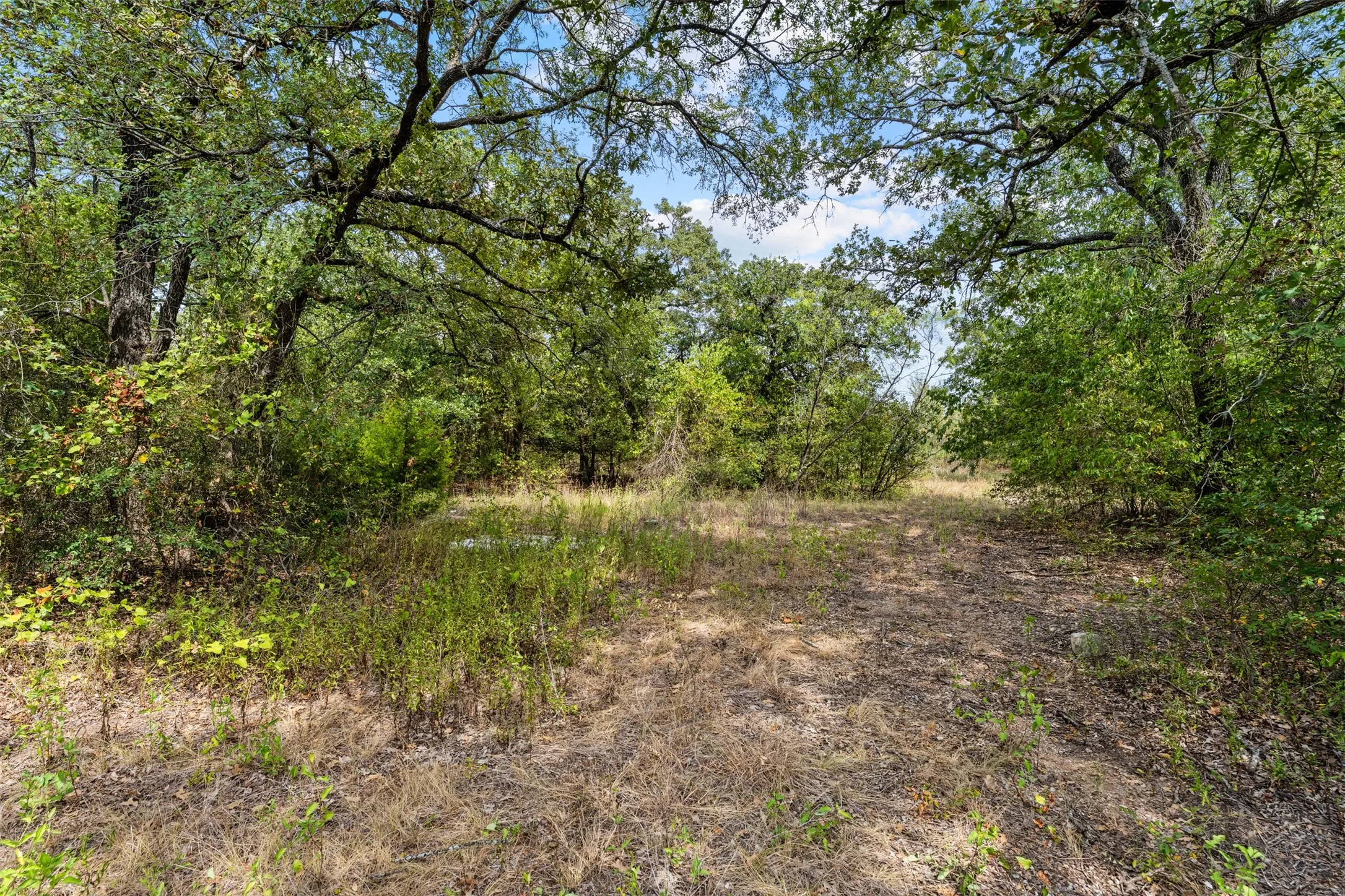 Wooded parcel with mature trees and natural vegetation