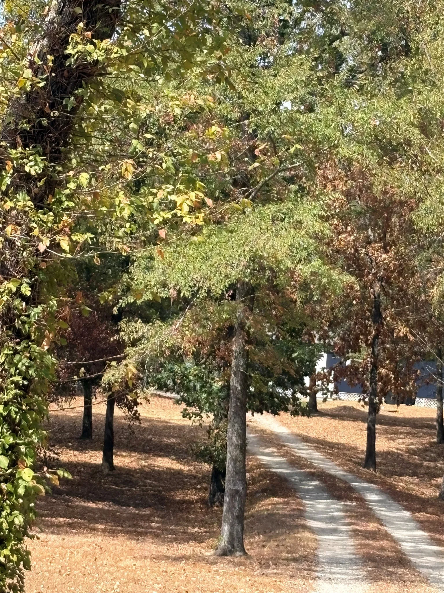 Single Family Residence For Sale in Wood County , 927 Indian Gap, Quitman, Texas 75783, 2 Bedroom, 2 Bathroom, Garage spaces, 750 Sqft, built in 2020, mls#21397794, Real Estate Agent in Quitman, Homes For Sale in Wood county, Homes For Sale in Quitman, Realtor in Quitman Texas, Real Estate Brokerage Independent Realty Texas, Luminita Cordes Realtor