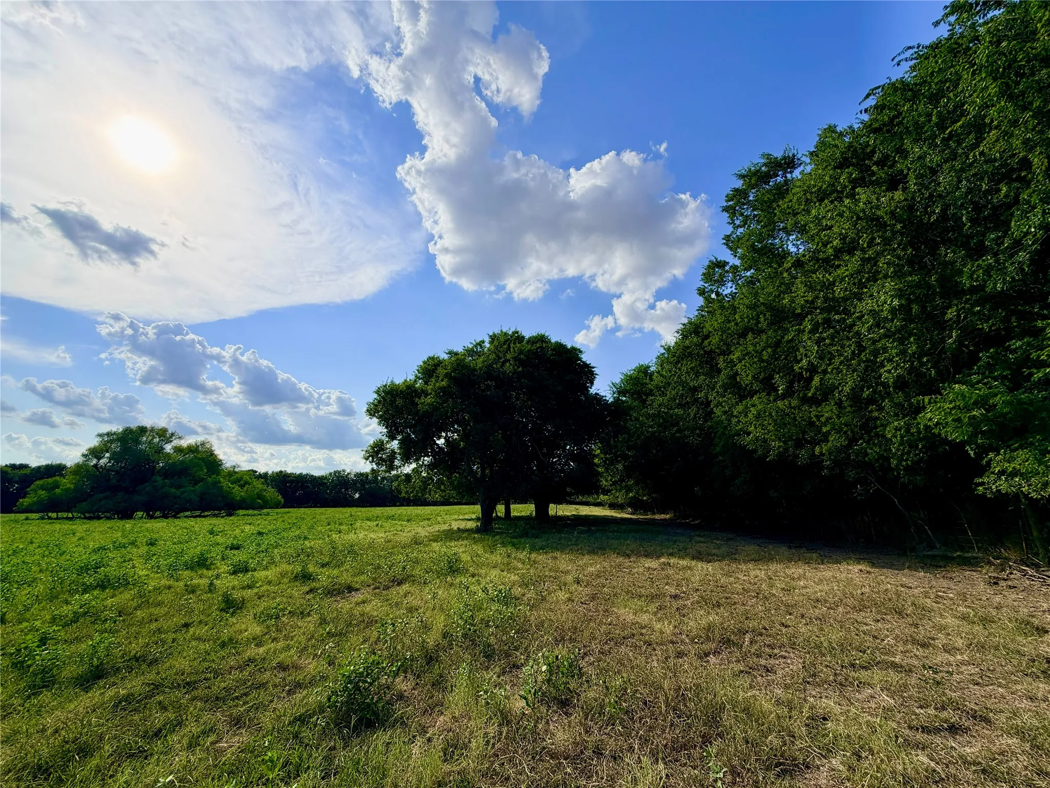 Expansive green space featuring scattered mature trees and a treeline bordering the property