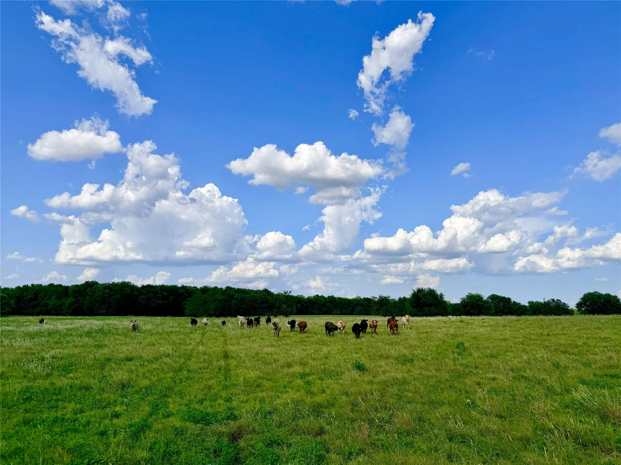 Expansive grassy field with a treeline border