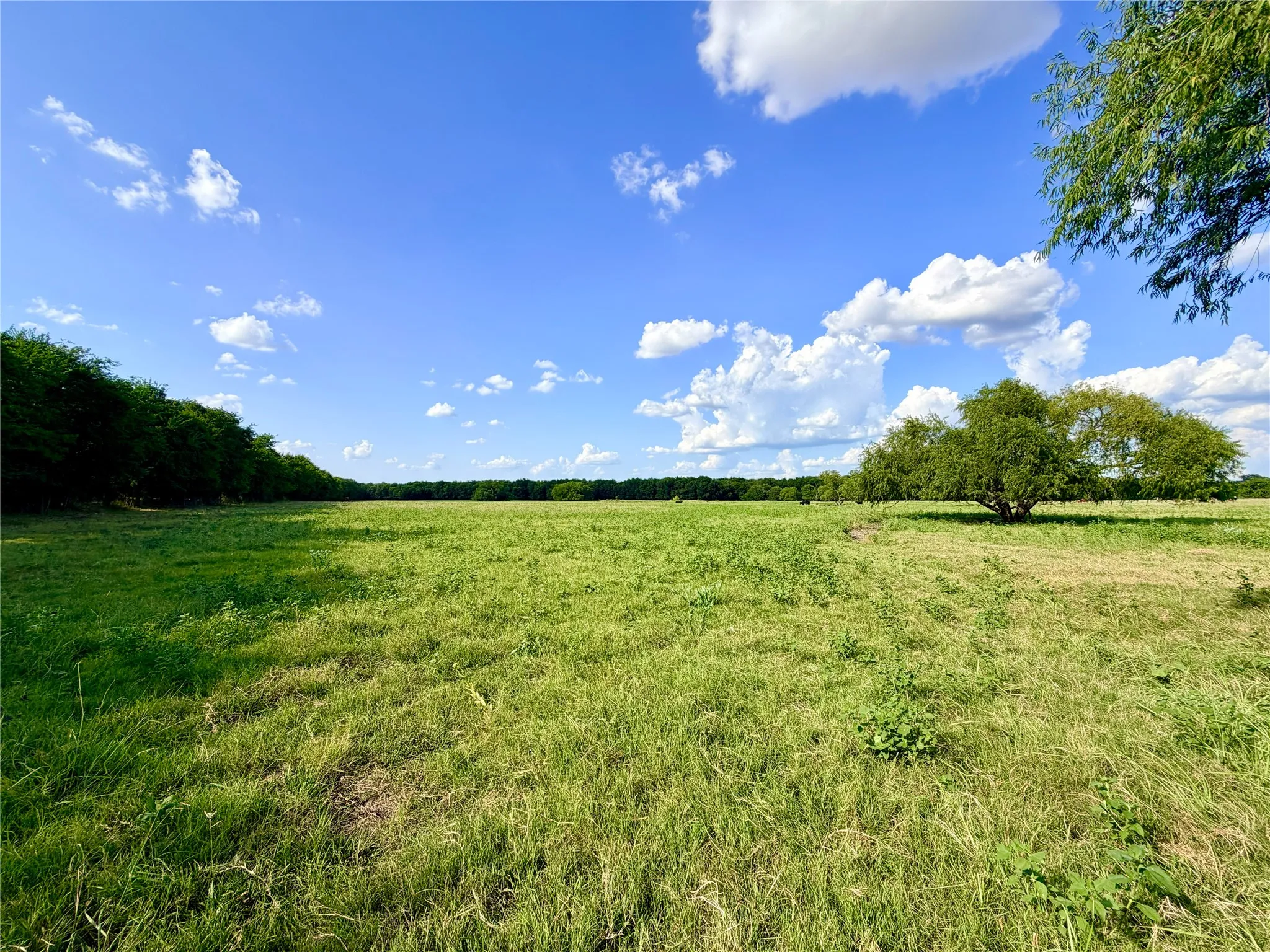 Expansive acreage featuring natural grassland and mature trees