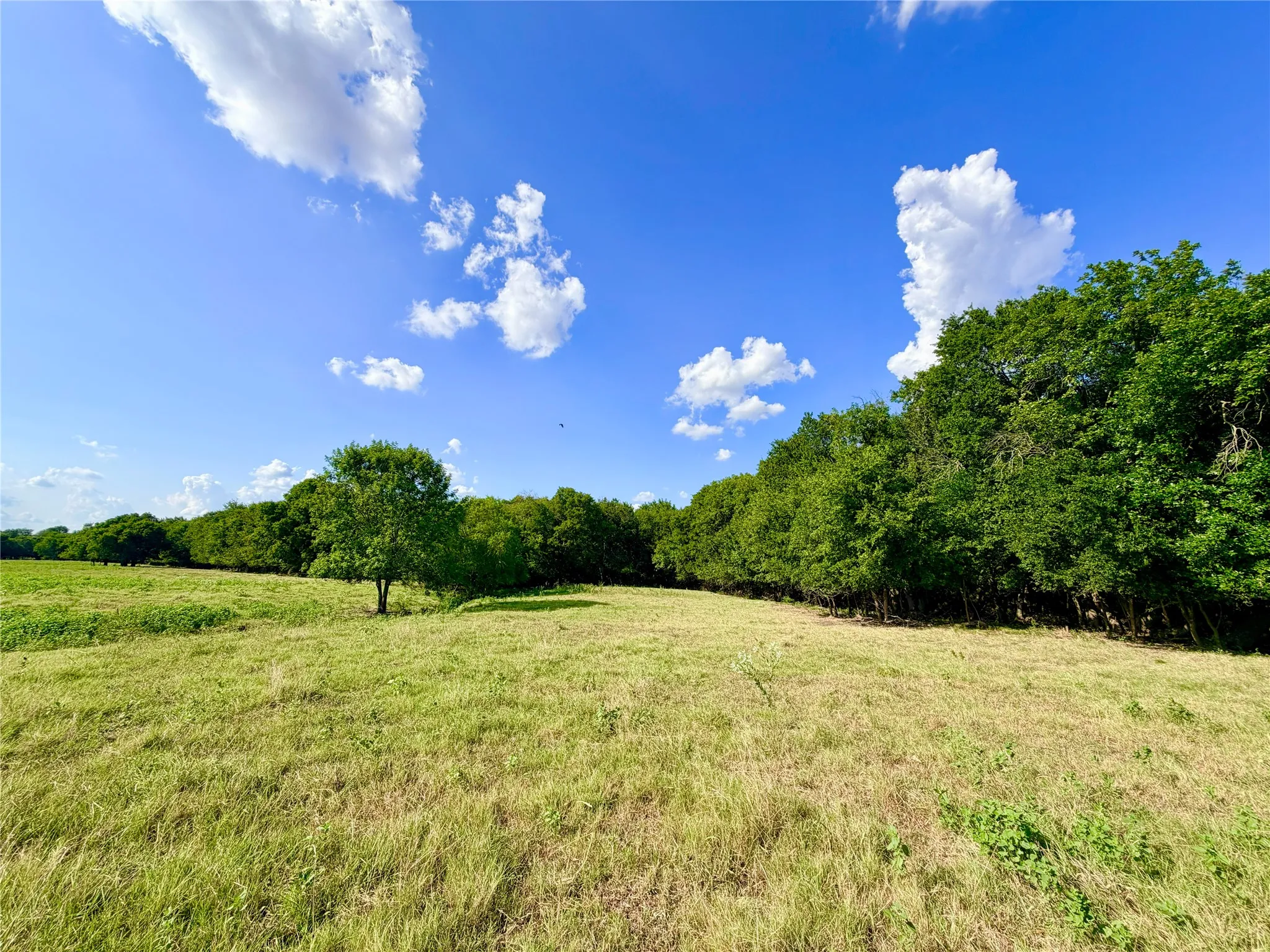 Expansive grassy field with a single mature tree and a dense tree line bordering the property