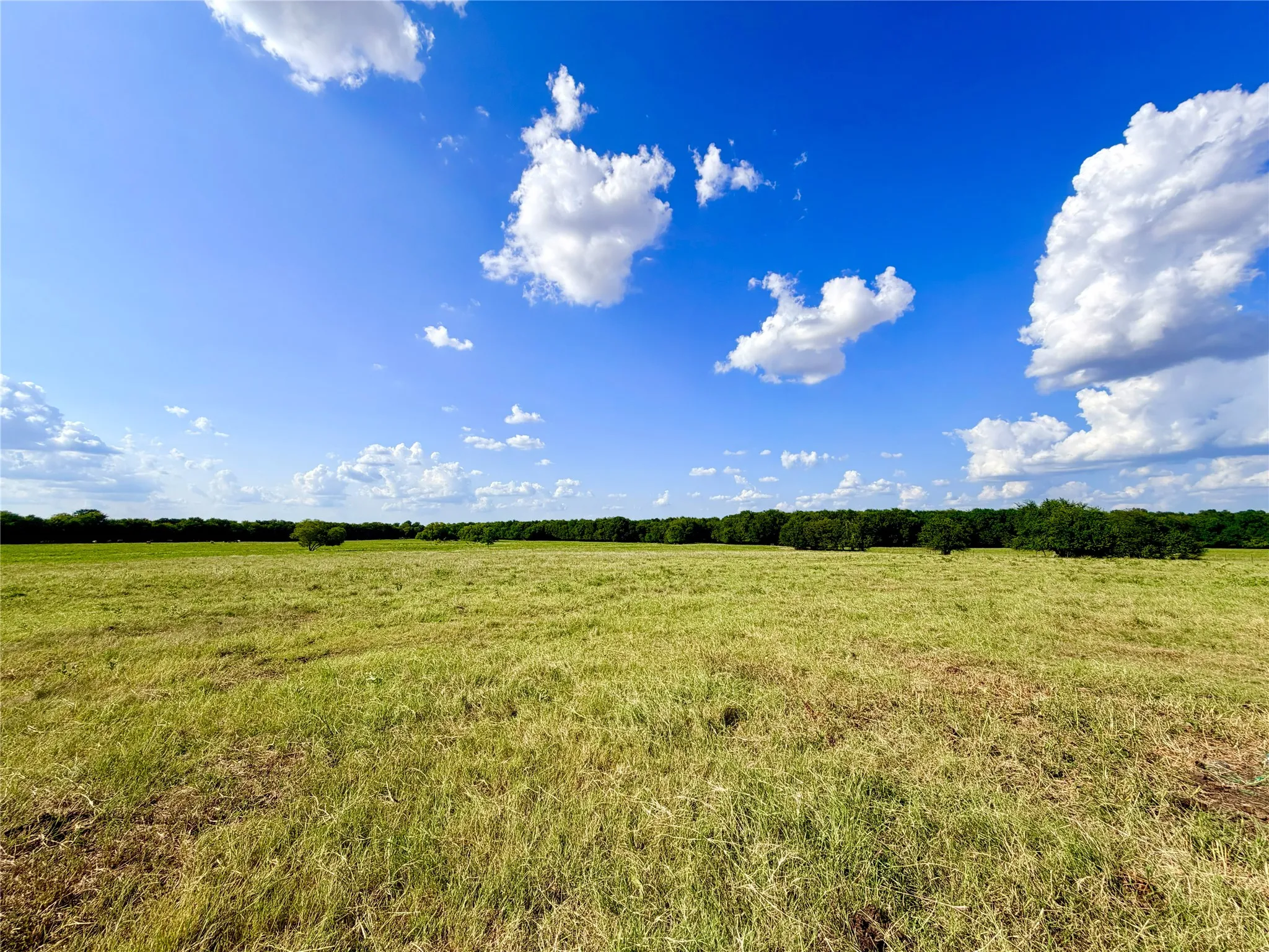 Expansive open field with natural ground cover and a distant tree line