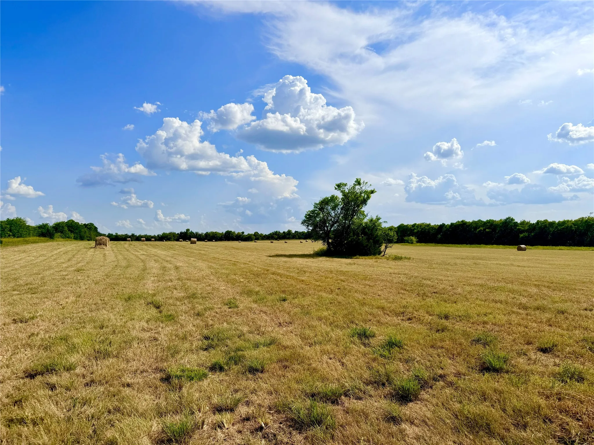 Expansive open field with scattered hay bales and a prominent tree