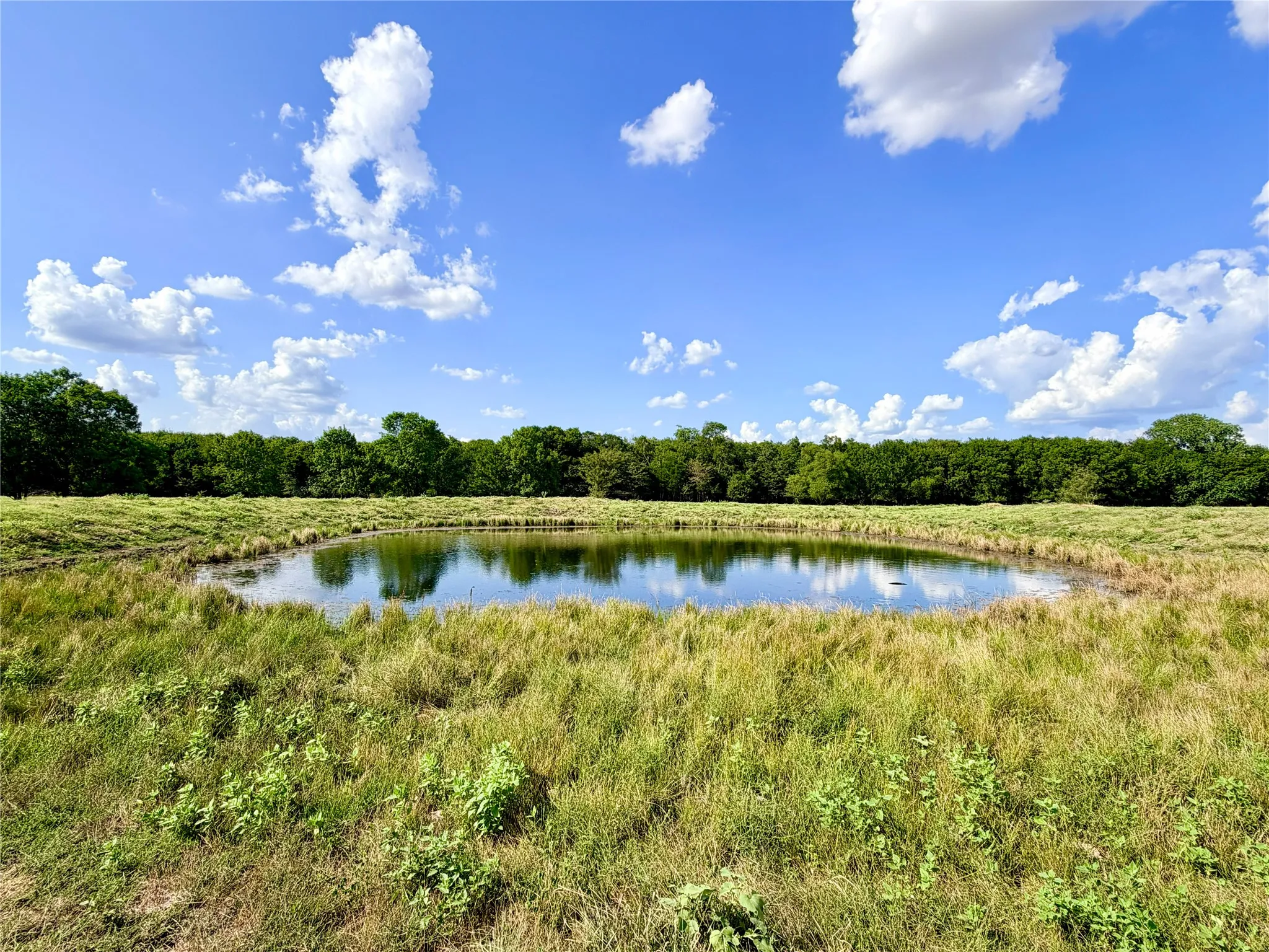 Pond surrounded by natural vegetation and distant trees