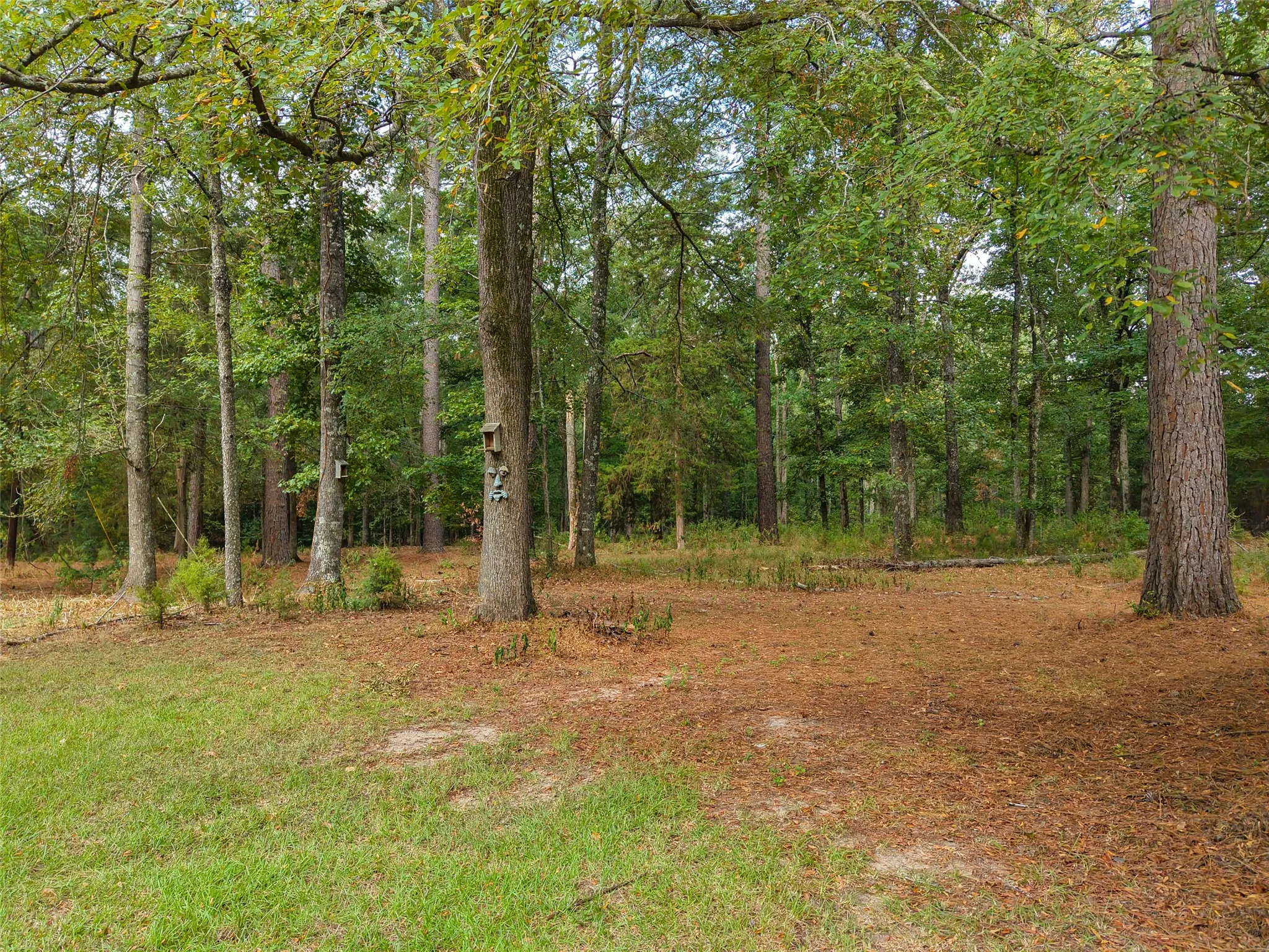 Single Family Residence For Sale in Cass County , 1875 County Road 1577, Hughes Springs, Texas 75656, 2 Bedroom, 2 Bathroom, 3 Garage spaces, 2,170 Sqft, built in 1980, mls#21398134, Real Estate Agent in Hughes Springs, Homes For Sale in Cass county, Homes For Sale in Hughes Springs, Realtor in Hughes Springs Texas, Real Estate Brokerage Independent Realty Texas, Luminita Cordes Realtor