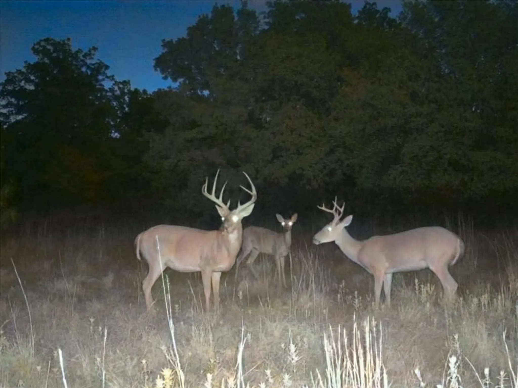 Improved Land For Sale in Young County , 1685 Rocky Mound Road, Graham, Texas 76450, 0, 0, Garage spaces, 0 Sqft, built in 0, mls#21398218, Real Estate Agent in Graham, Homes For Sale in Young county, Homes For Sale in Graham, Realtor in Graham Texas, Real Estate Brokerage Independent Realty Texas, Luminita Cordes Realtor