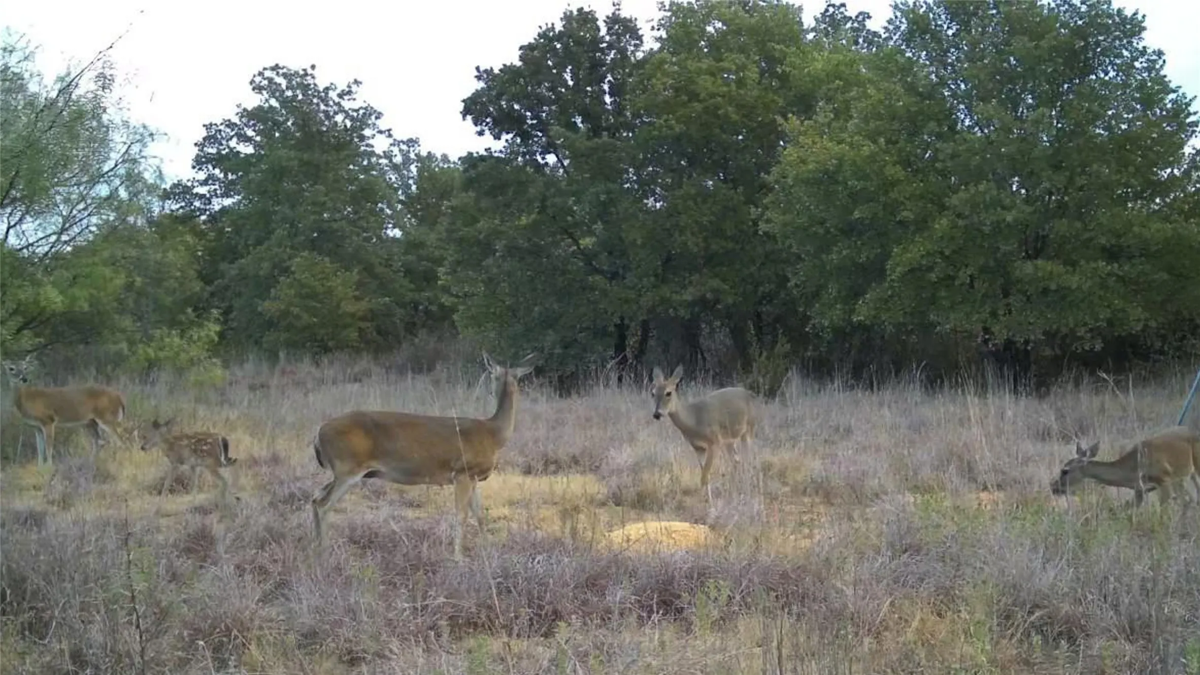 Improved Land For Sale in Young County , 1685 Rocky Mound Road, Graham, Texas 76450, 0, 0, Garage spaces, 0 Sqft, built in 0, mls#21398218, Real Estate Agent in Graham, Homes For Sale in Young county, Homes For Sale in Graham, Realtor in Graham Texas, Real Estate Brokerage Independent Realty Texas, Luminita Cordes Realtor