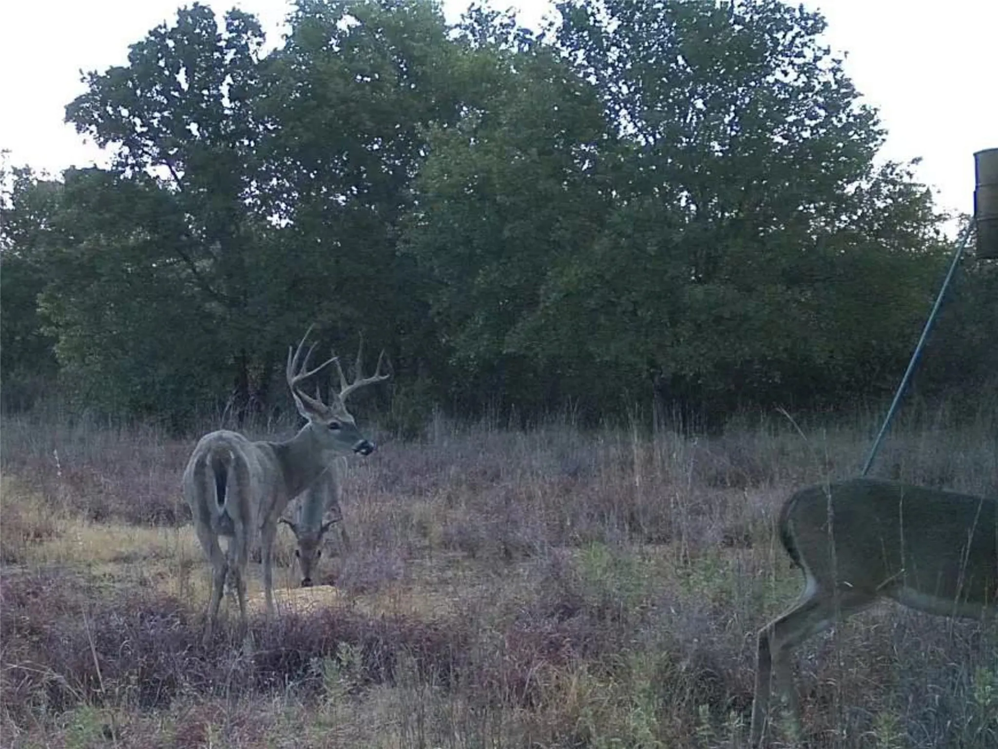 Improved Land For Sale in Young County , 1685 Rocky Mound Road, Graham, Texas 76450, 0, 0, Garage spaces, 0 Sqft, built in 0, mls#21398218, Real Estate Agent in Graham, Homes For Sale in Young county, Homes For Sale in Graham, Realtor in Graham Texas, Real Estate Brokerage Independent Realty Texas, Luminita Cordes Realtor