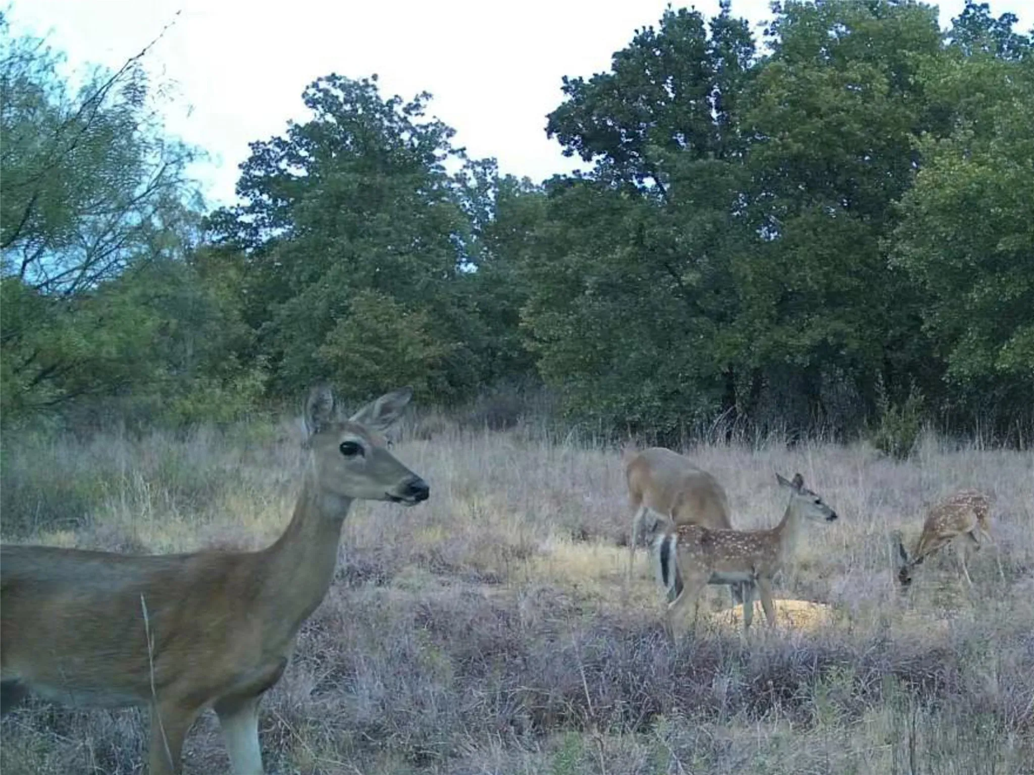 Improved Land For Sale in Young County , 1685 Rocky Mound Road, Graham, Texas 76450, 0, 0, Garage spaces, 0 Sqft, built in 0, mls#21398218, Real Estate Agent in Graham, Homes For Sale in Young county, Homes For Sale in Graham, Realtor in Graham Texas, Real Estate Brokerage Independent Realty Texas, Luminita Cordes Realtor