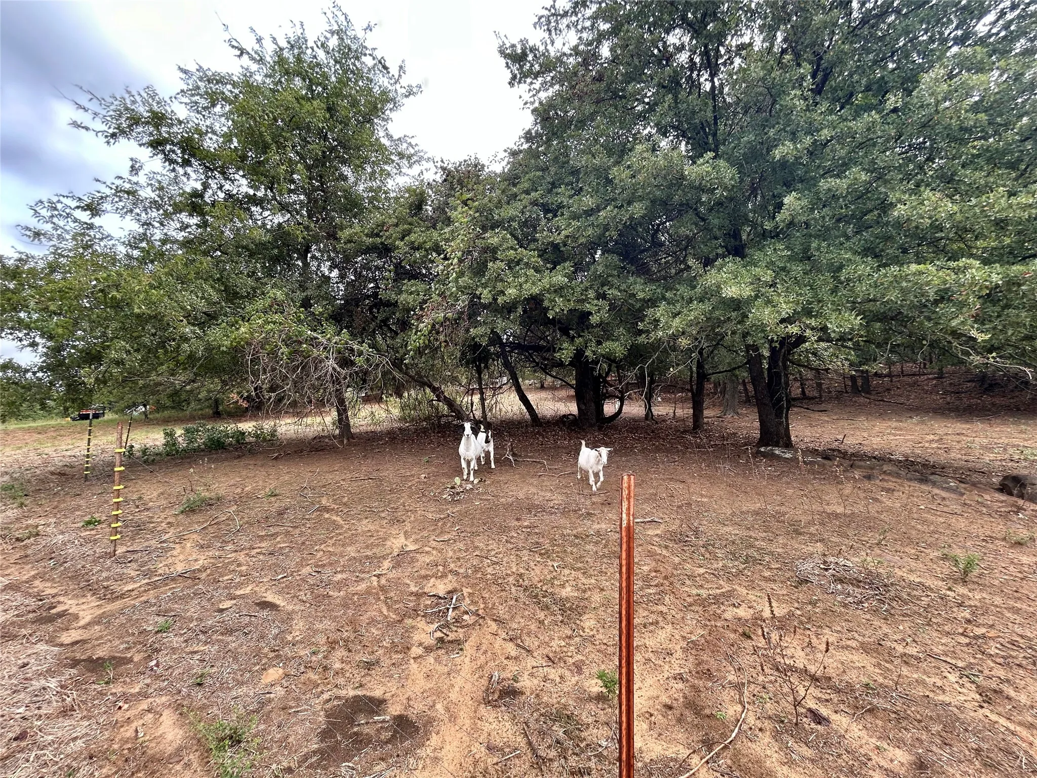 Area for goats