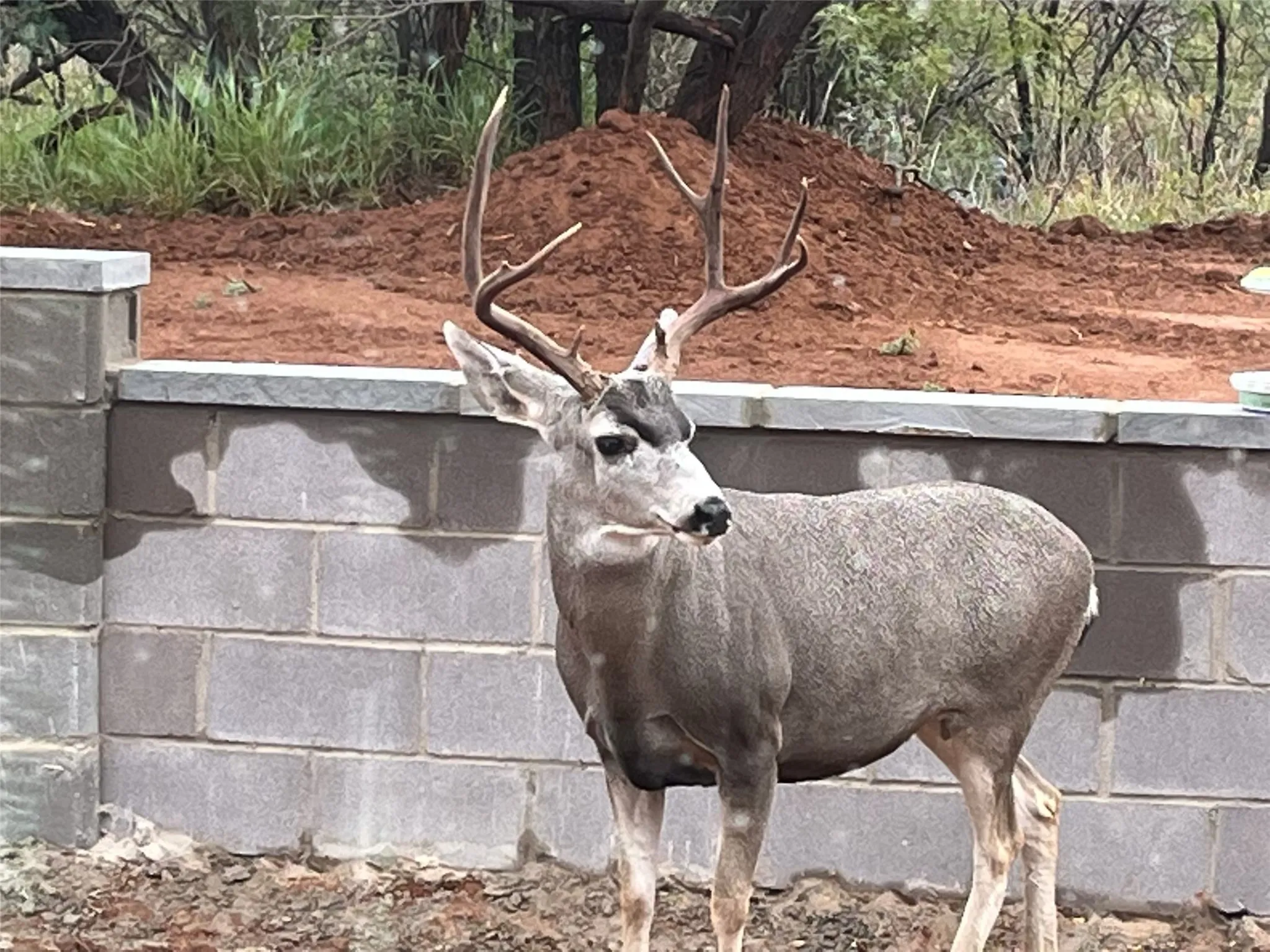 Single Family Residence For Sale in Kent County , 301 Fagan Road, Snyder, Texas 79549, 4 Bedroom, 4 Bathroom, 2 Garage spaces, 2,430 Sqft, built in 2022, mls#21398285, Real Estate Agent in Snyder, Homes For Sale in Kent county, Homes For Sale in Snyder, Realtor in Snyder Texas, Real Estate Brokerage Independent Realty Texas, Luminita Cordes Realtor