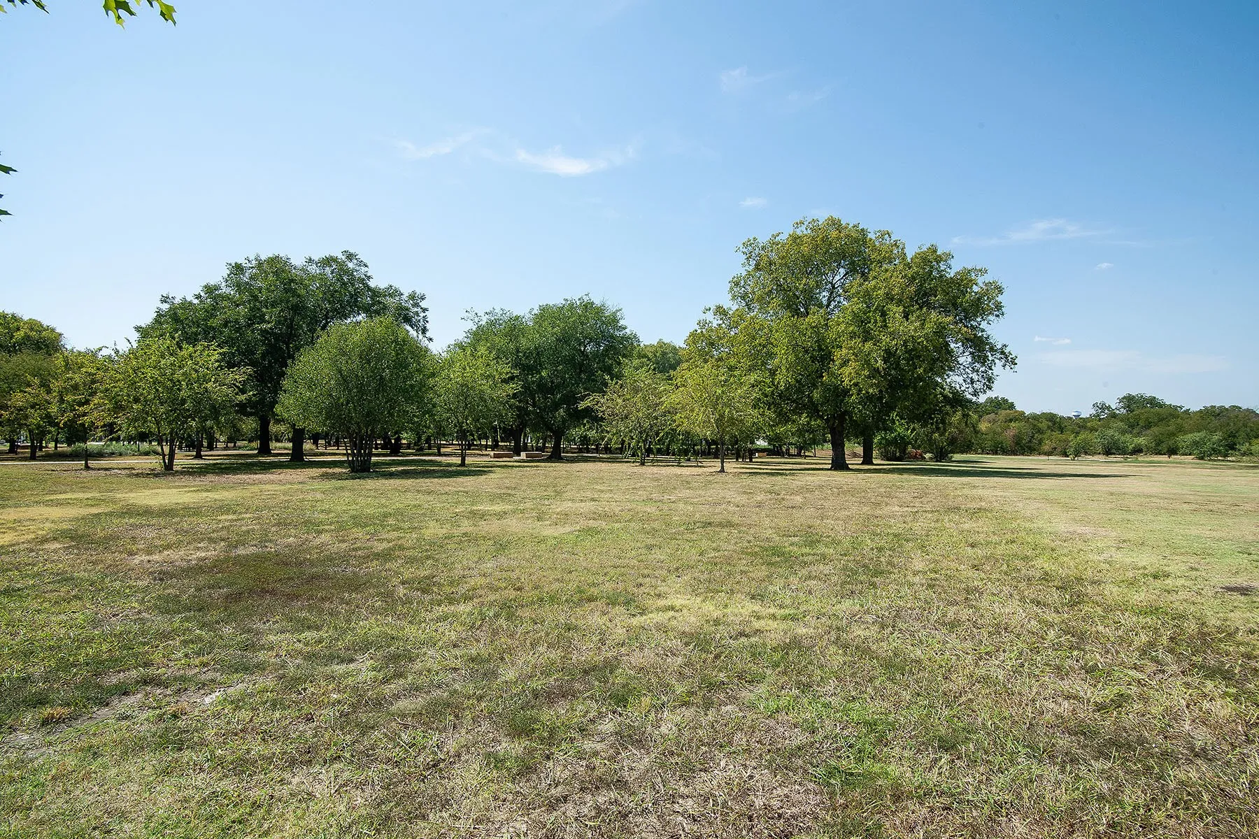 Expansive grassy area featuring numerous mature trees