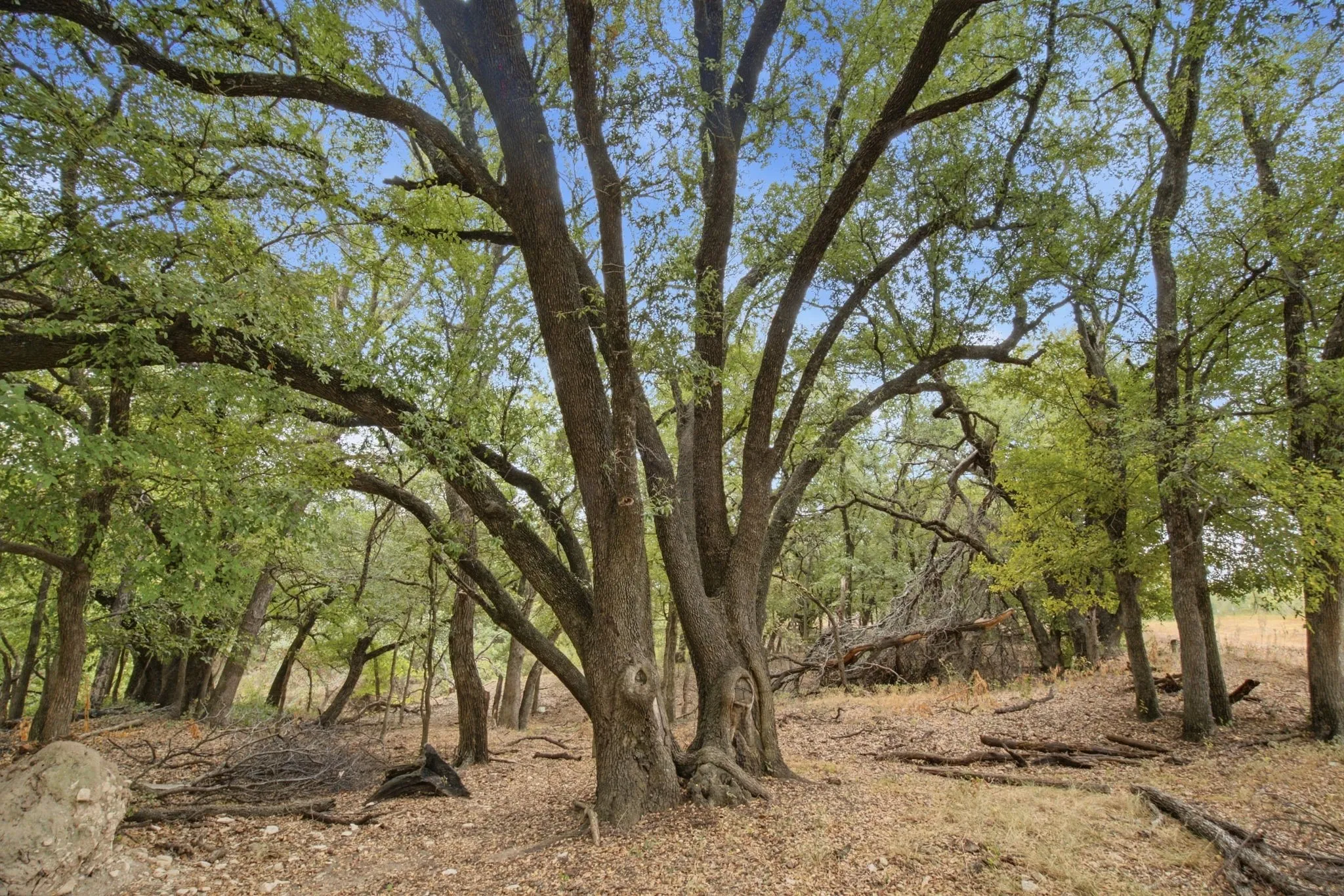 Unimproved Land For Sale in Comanche County , TBD Fm-1476, Dublin, Texas 76446, 0, 0, Garage spaces, 0 Sqft, built in 0, mls#21398353, Real Estate Agent in Dublin, Homes For Sale in Comanche county, Homes For Sale in Dublin, Realtor in Dublin Texas, Real Estate Brokerage Independent Realty Texas, Luminita Cordes Realtor