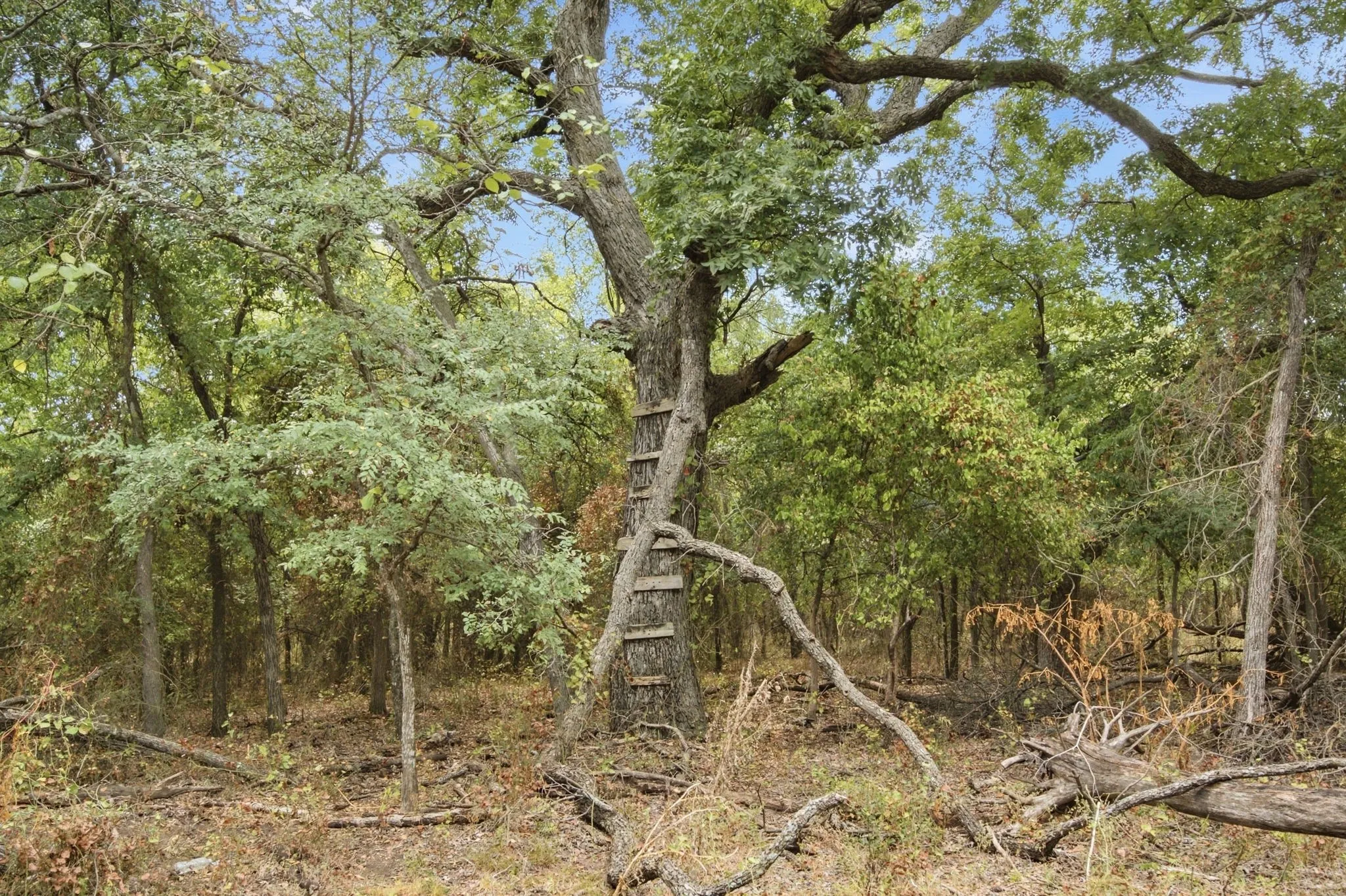 Unimproved Land For Sale in Comanche County , TBD Fm-1476, Dublin, Texas 76446, 0, 0, Garage spaces, 0 Sqft, built in 0, mls#21398353, Real Estate Agent in Dublin, Homes For Sale in Comanche county, Homes For Sale in Dublin, Realtor in Dublin Texas, Real Estate Brokerage Independent Realty Texas, Luminita Cordes Realtor