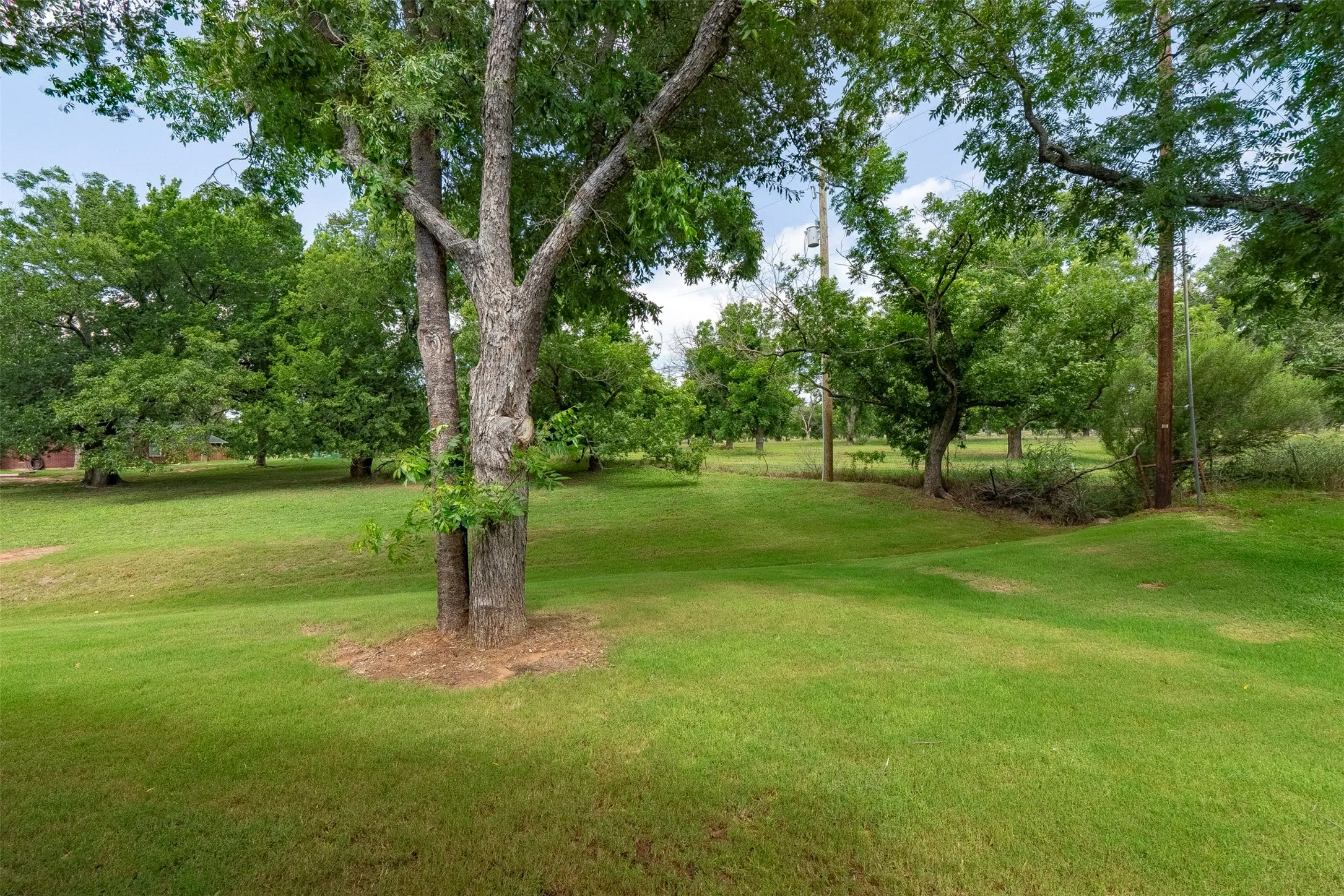 Orchard view